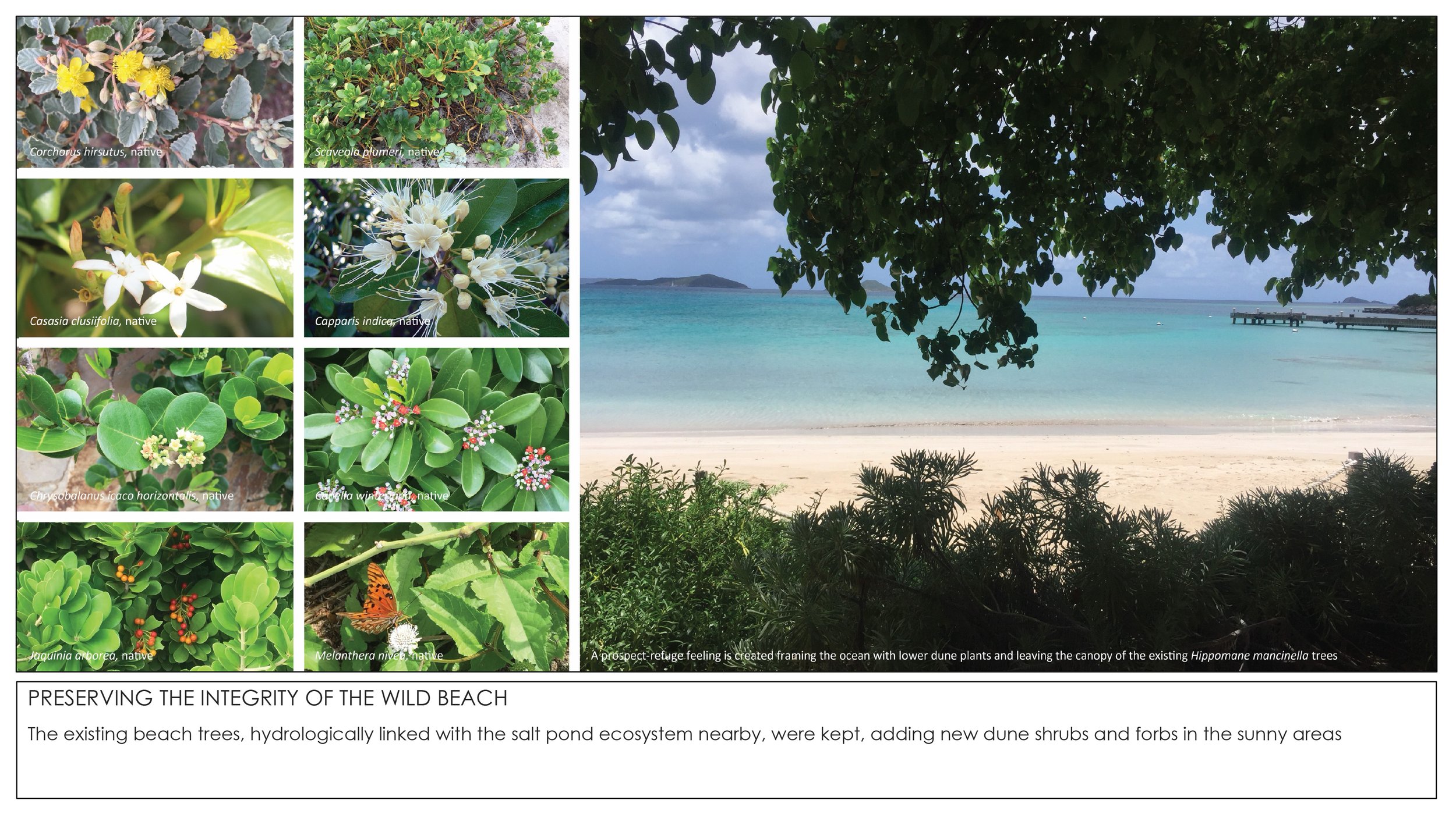 2026 THE TROPICAL NON GARDEN-13.jpg