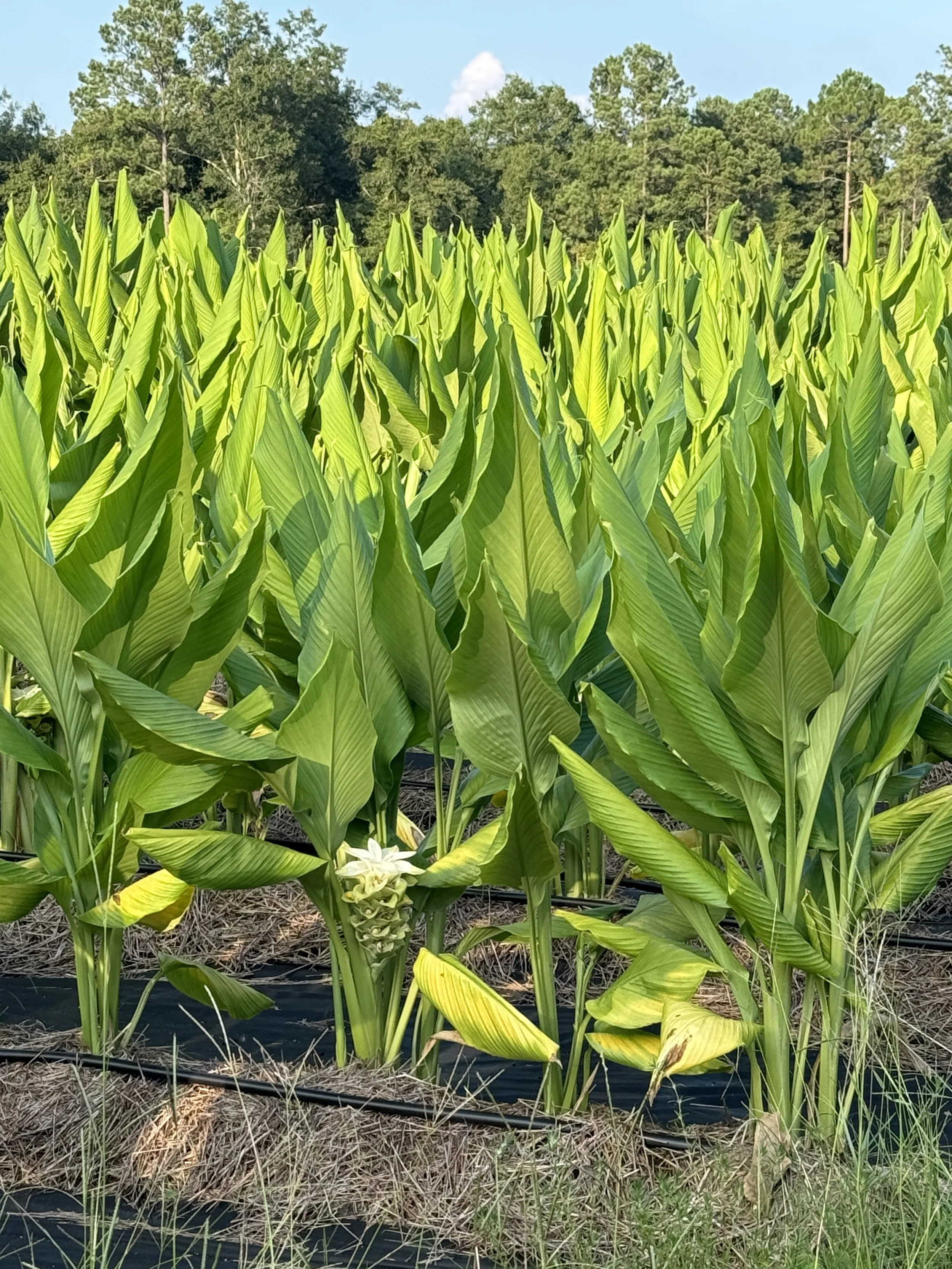 Photo Aug 21 2024, 6 50 14 PM.jpg