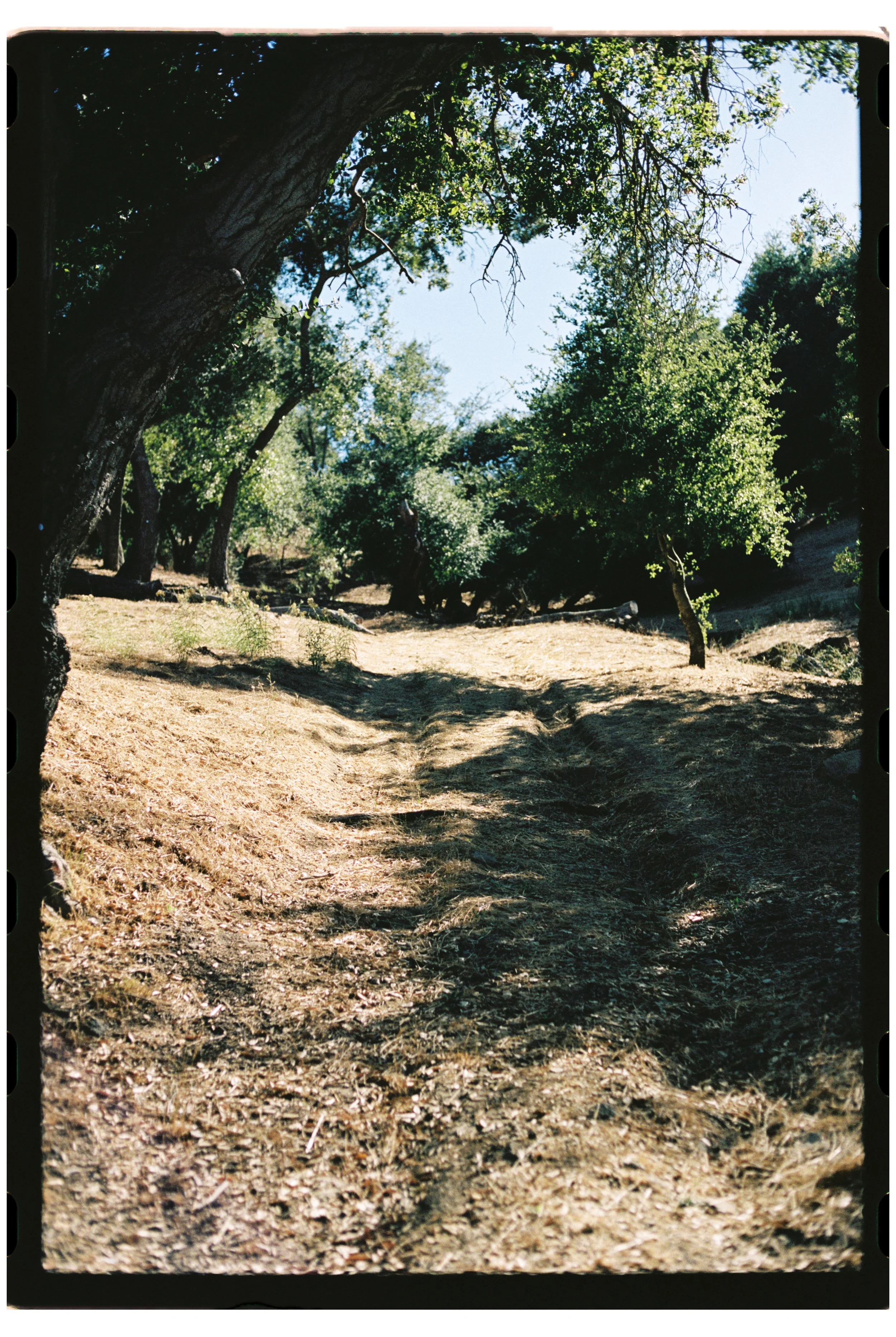 A dirt trail through a daytime forest with tall trees and green foliage, sunlight filtering through the leaves.