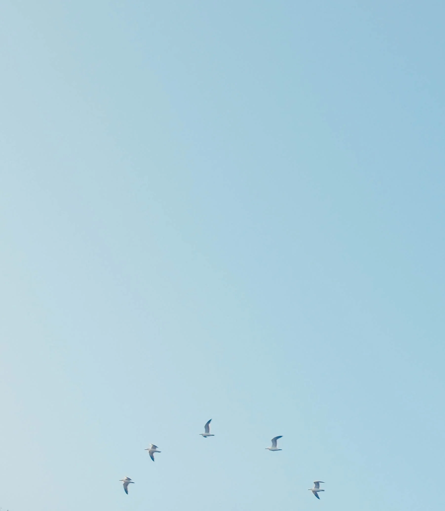 Seven seagulls flying in a clear blue sky with no clouds.