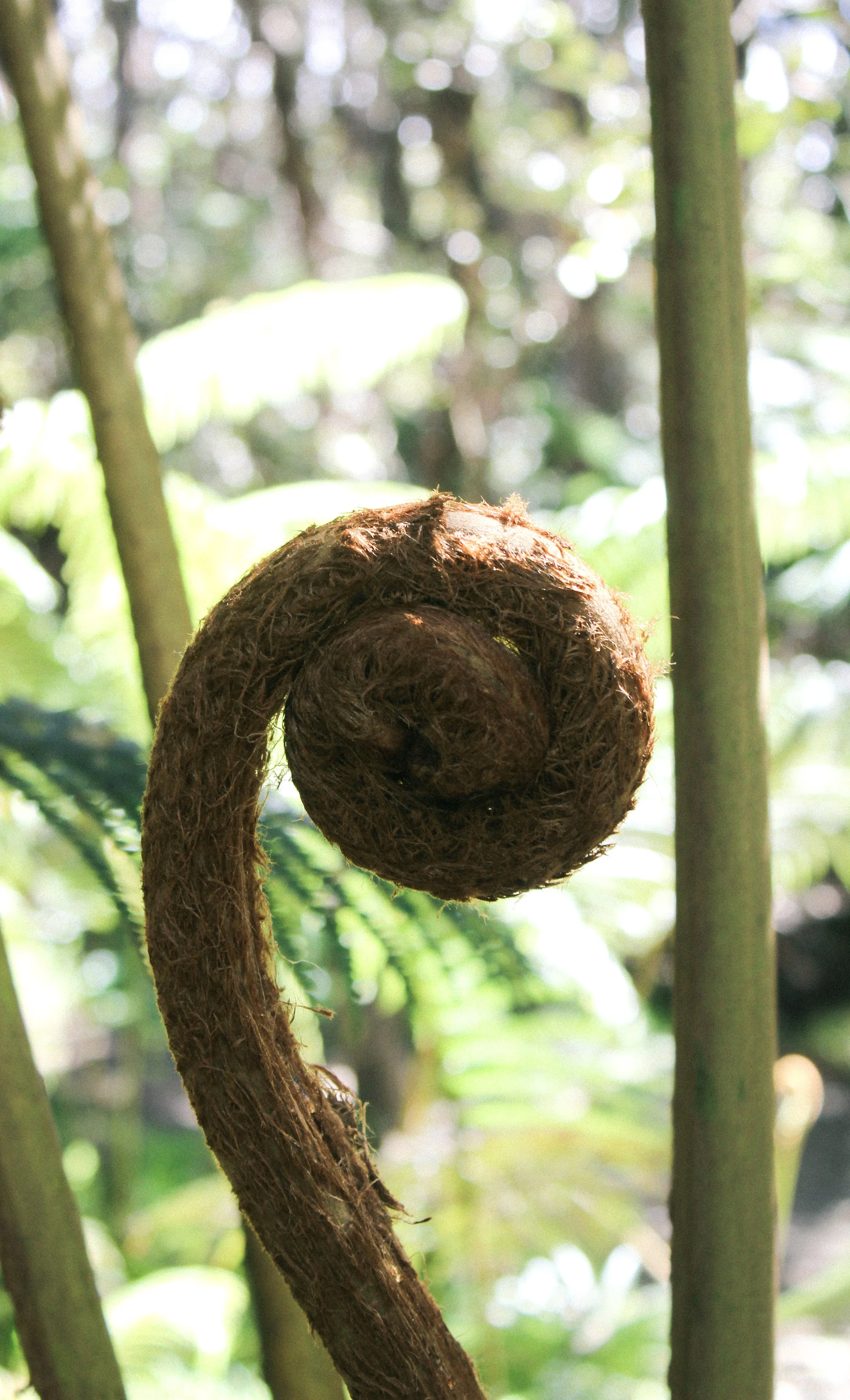 A curled fern fiddlehead unfolding in a forest.