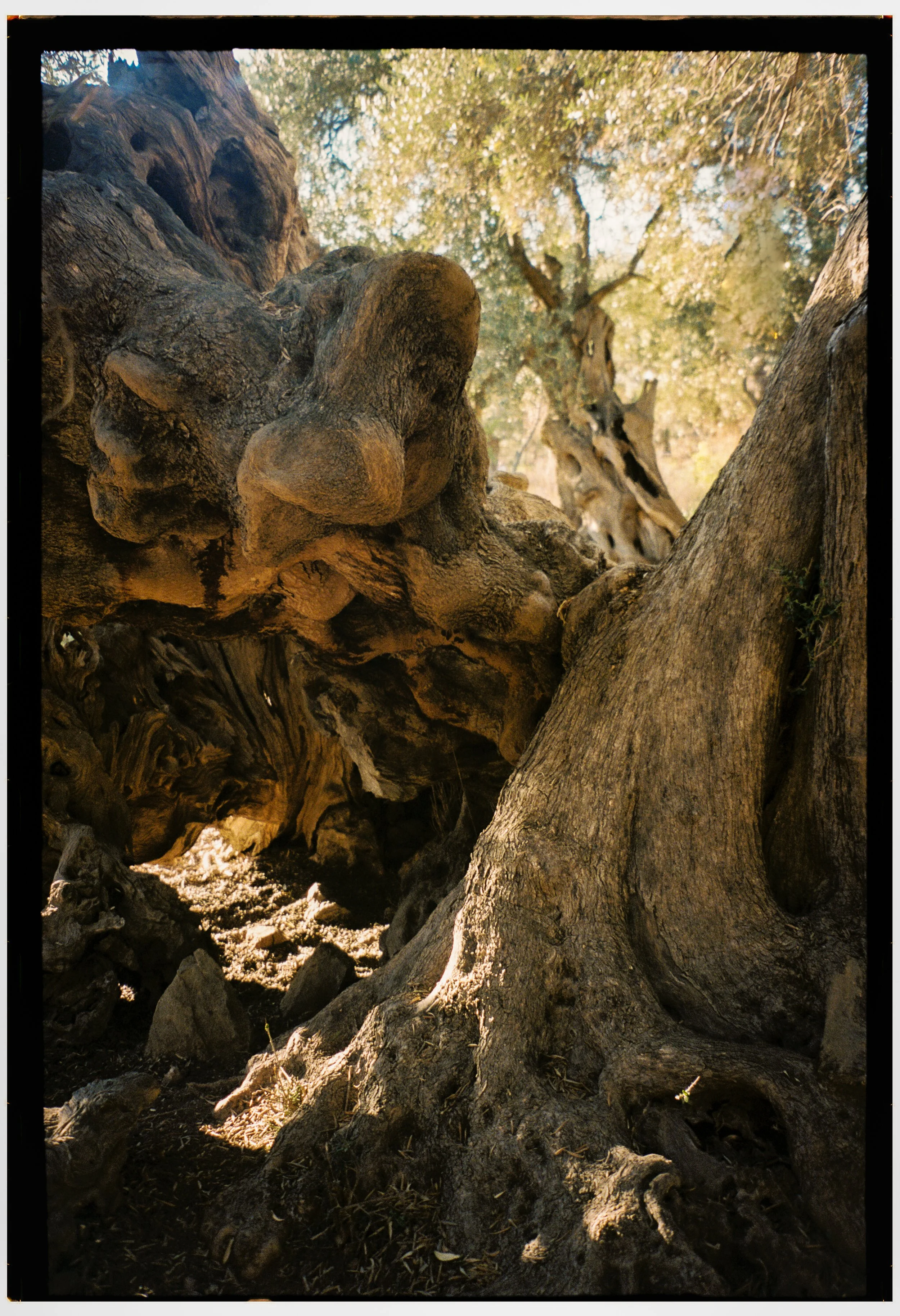 Close-up of a gnarled, textured tree trunk with roots and branches, sunlight filtering through leaves in the background.