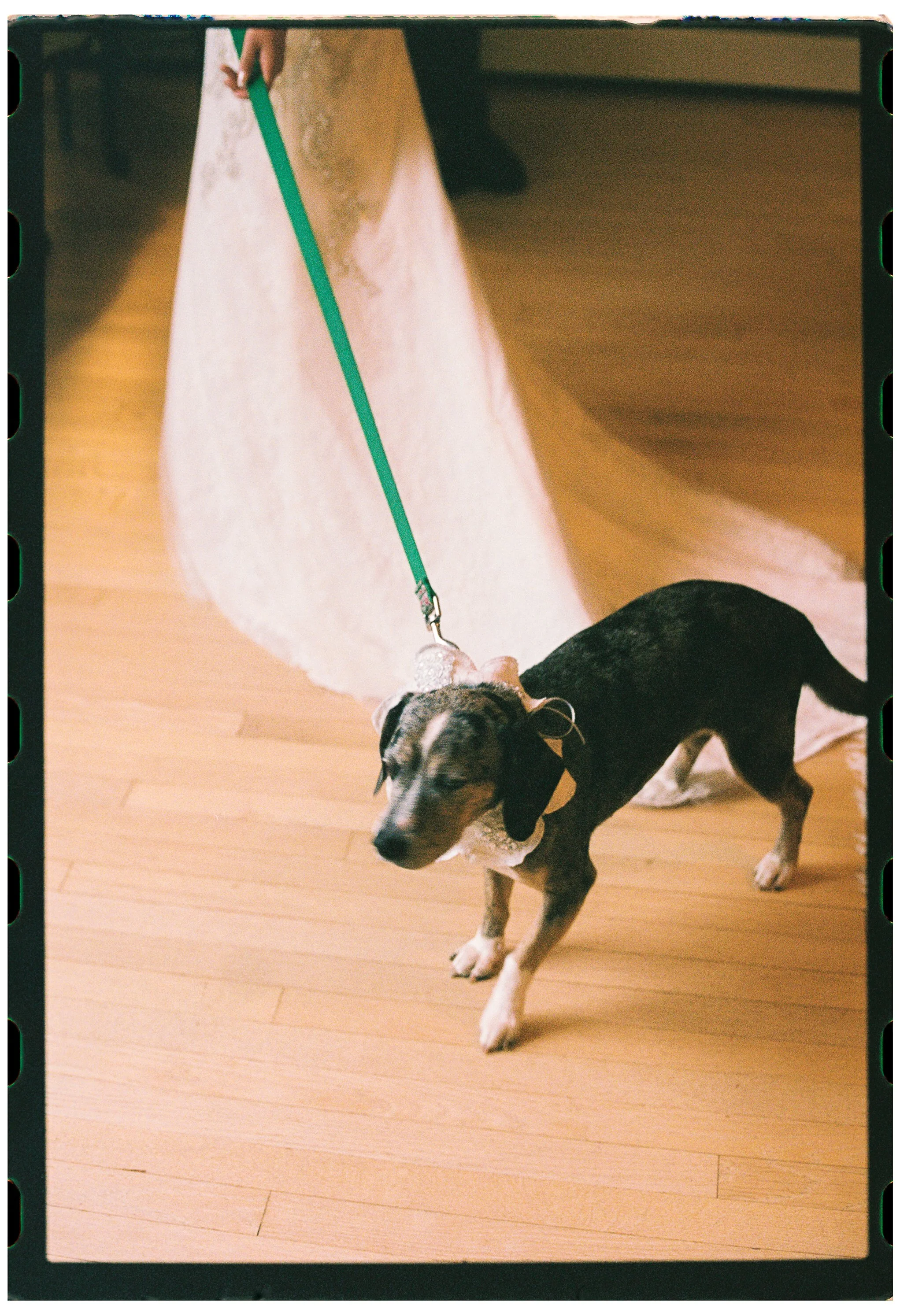 Small dog with black and brown coat wearing a white collar and yellow tag, walking on a wooden floor and pulling on a green leash, with a white dress in the background.