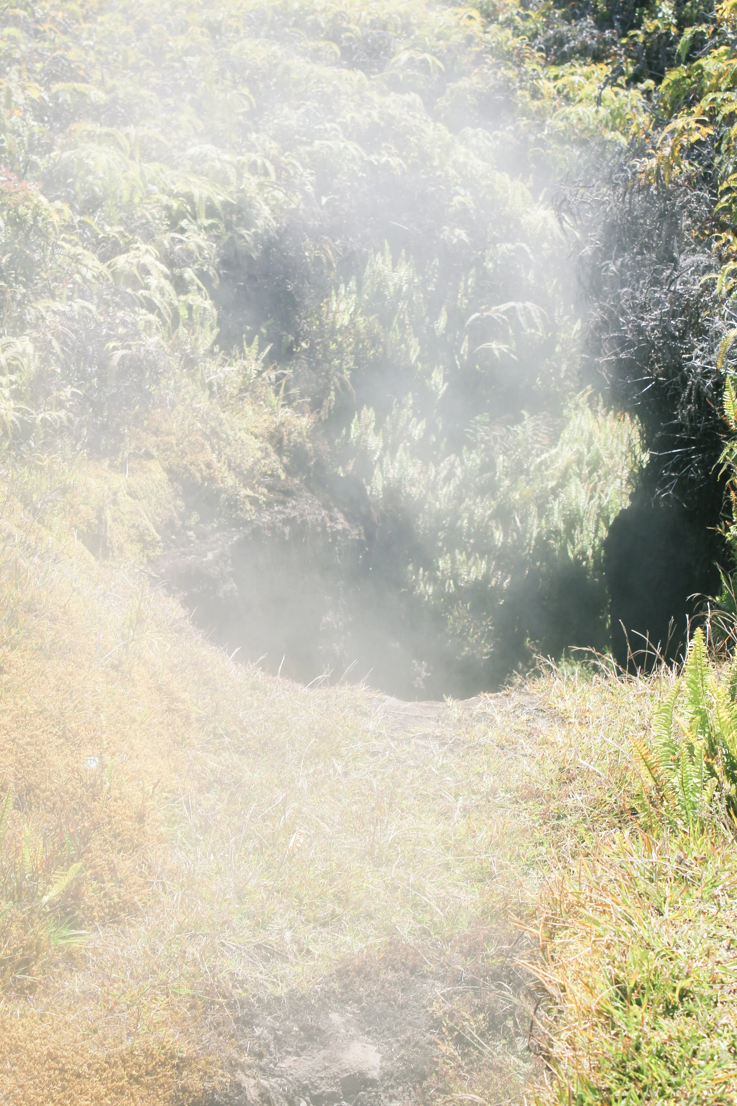 A foggy mountain trail surrounded by green ferns and moss-covered rocks.