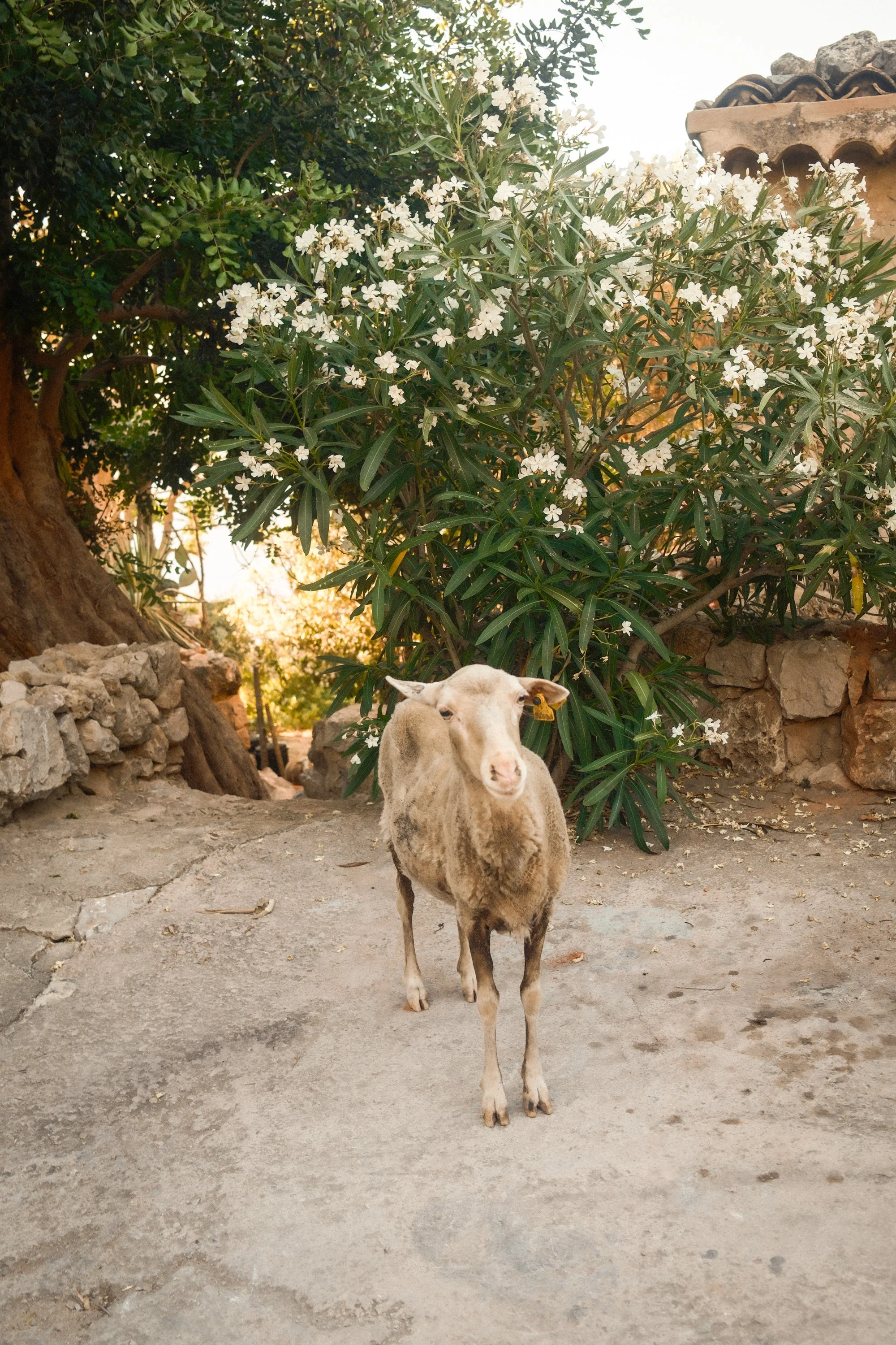 A goat standing on a dirt ground with green leafy trees and flowering bush in the background.