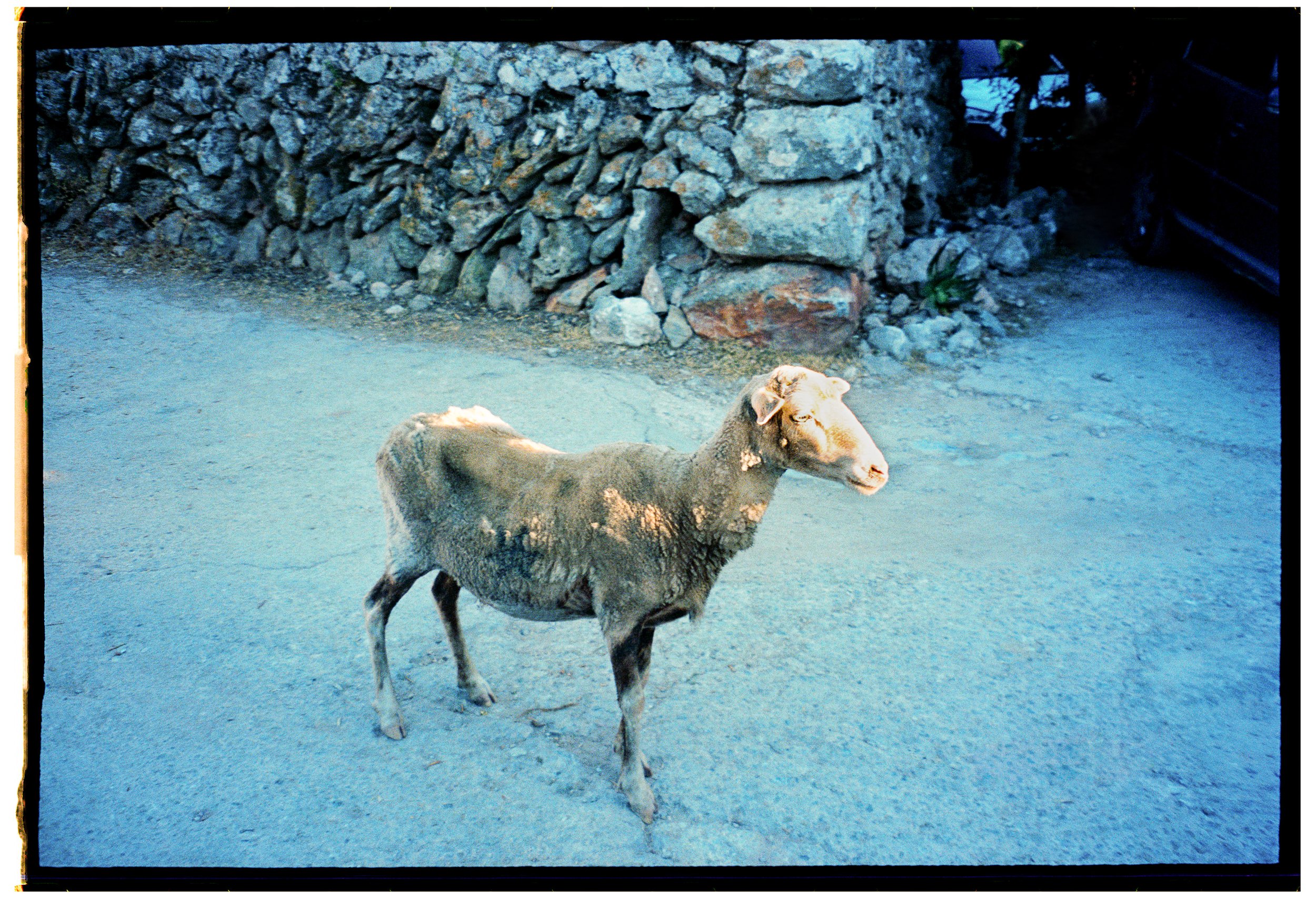 A dog walking on a gravel street next to a rocky wall.