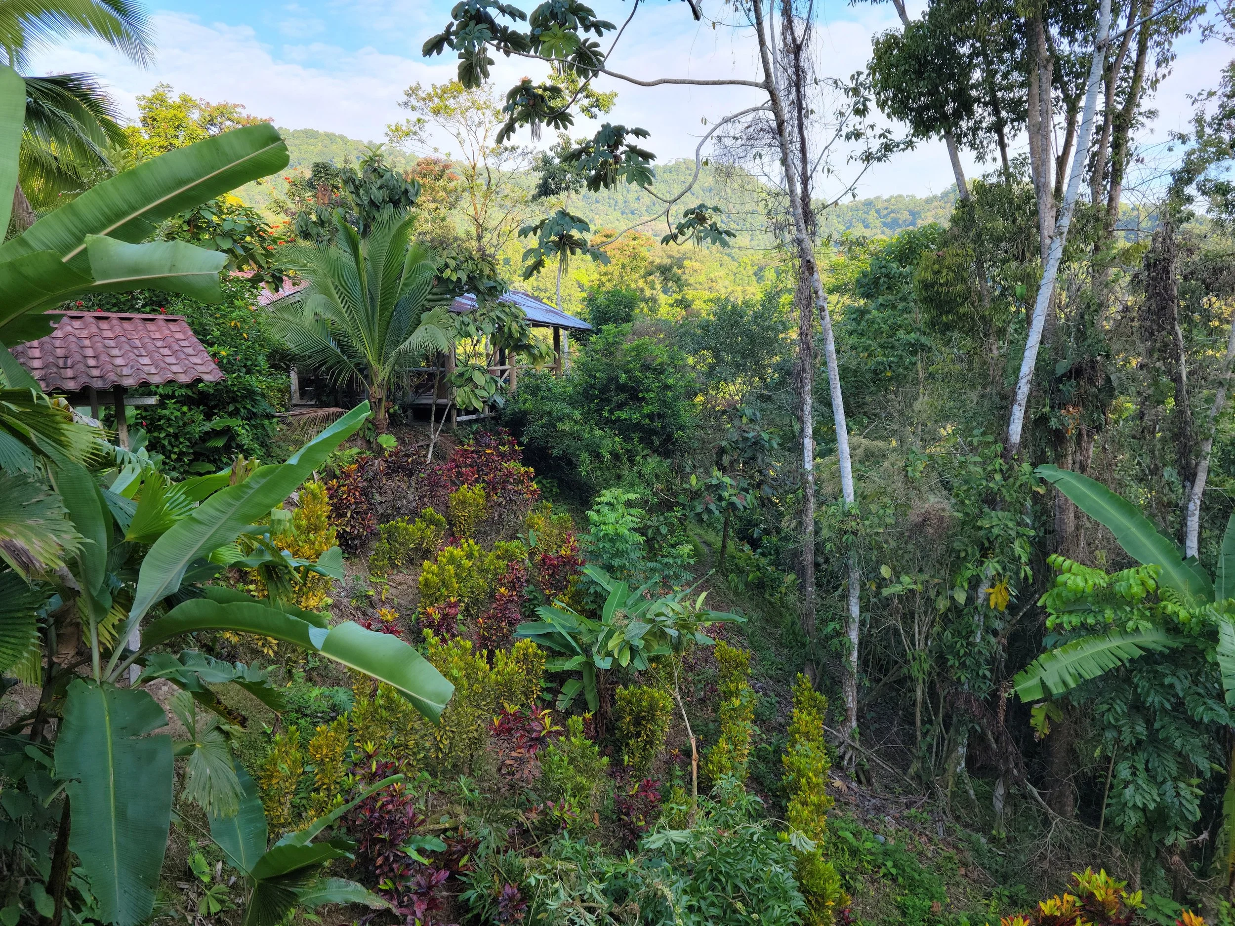 ecological reforestation