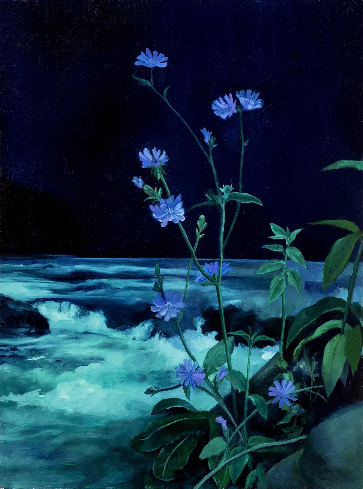 Chicory in the Night Rapids