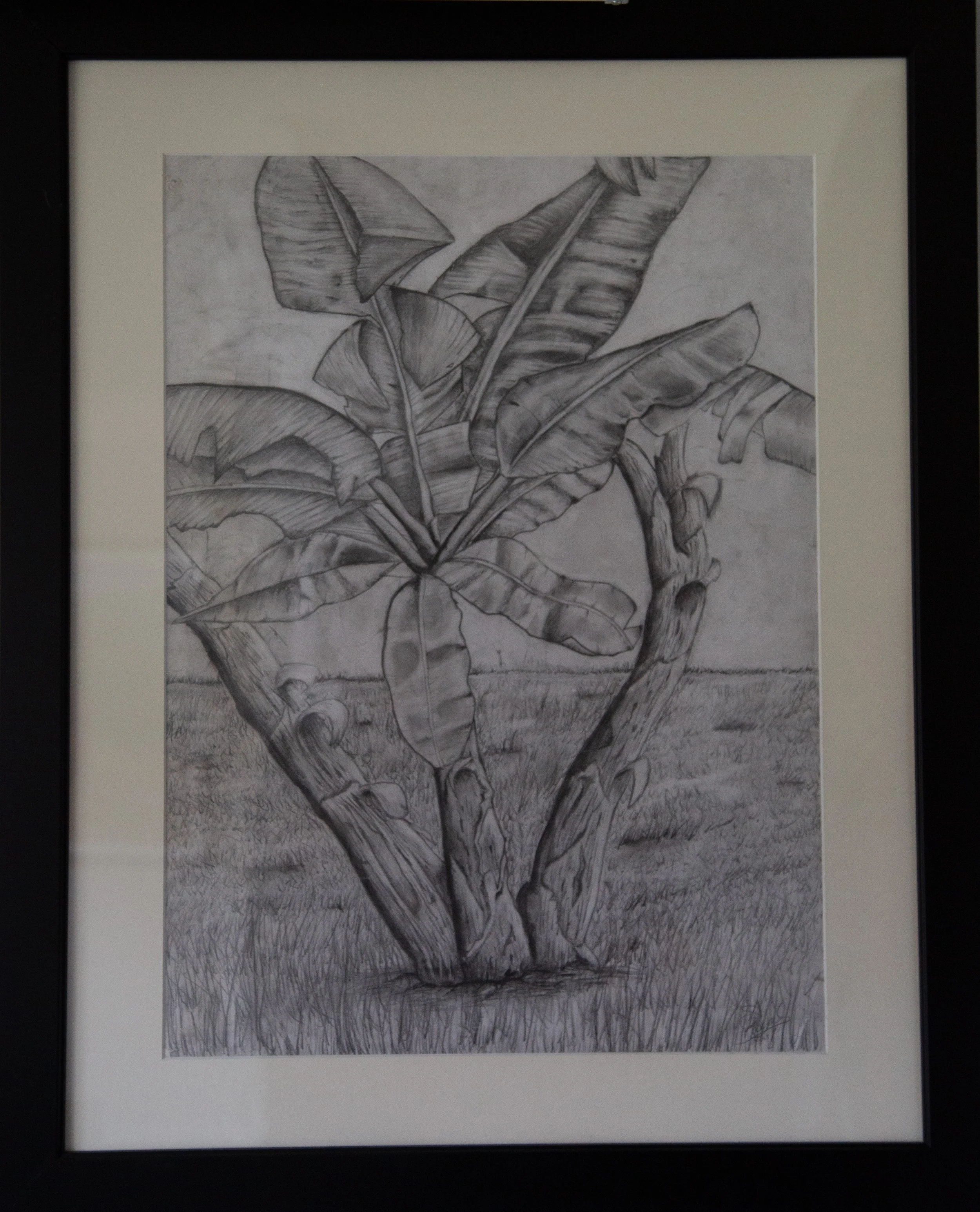 Banana Tree, 2013