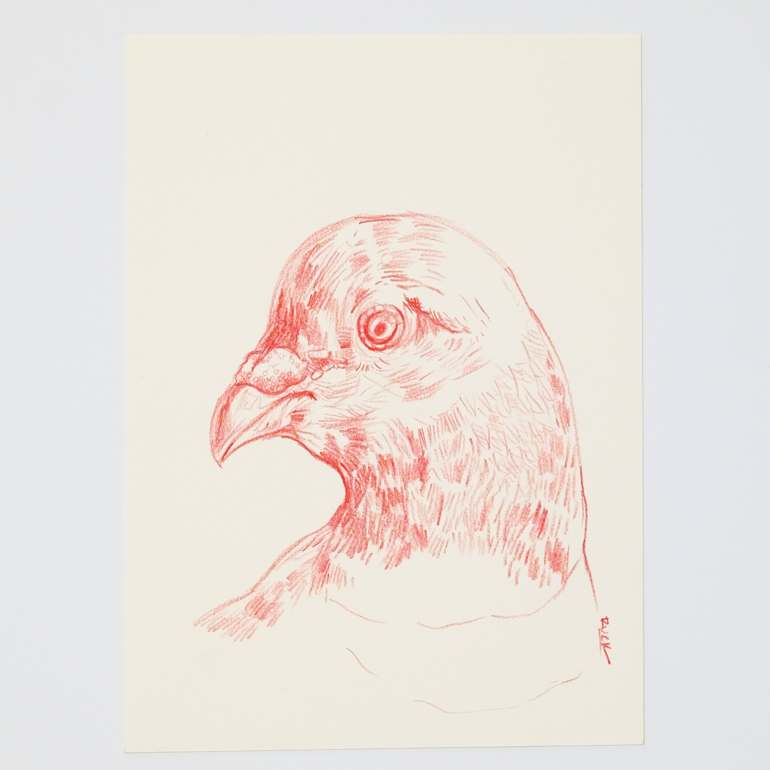 Untitled Pigeon Study, 2019