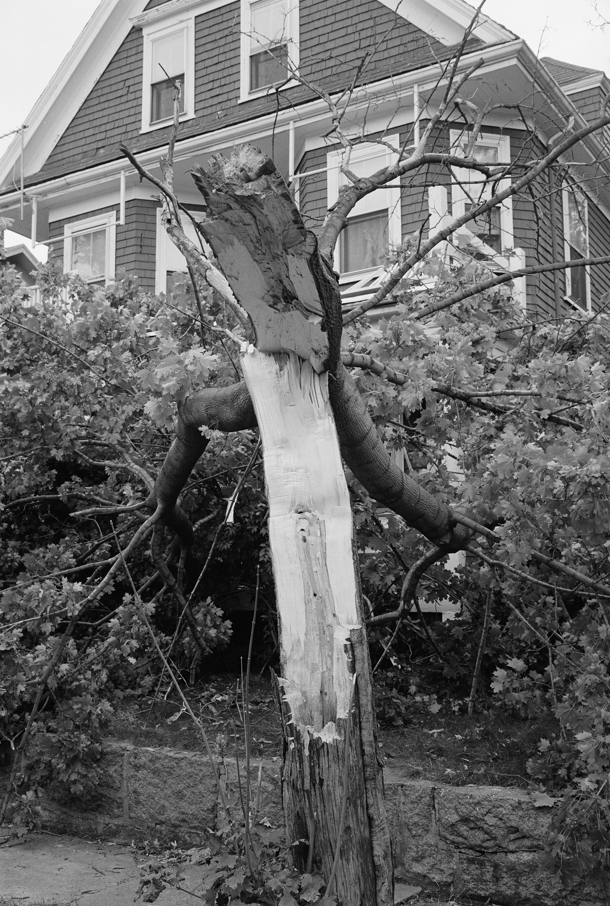 Broken Tree and House, 1987