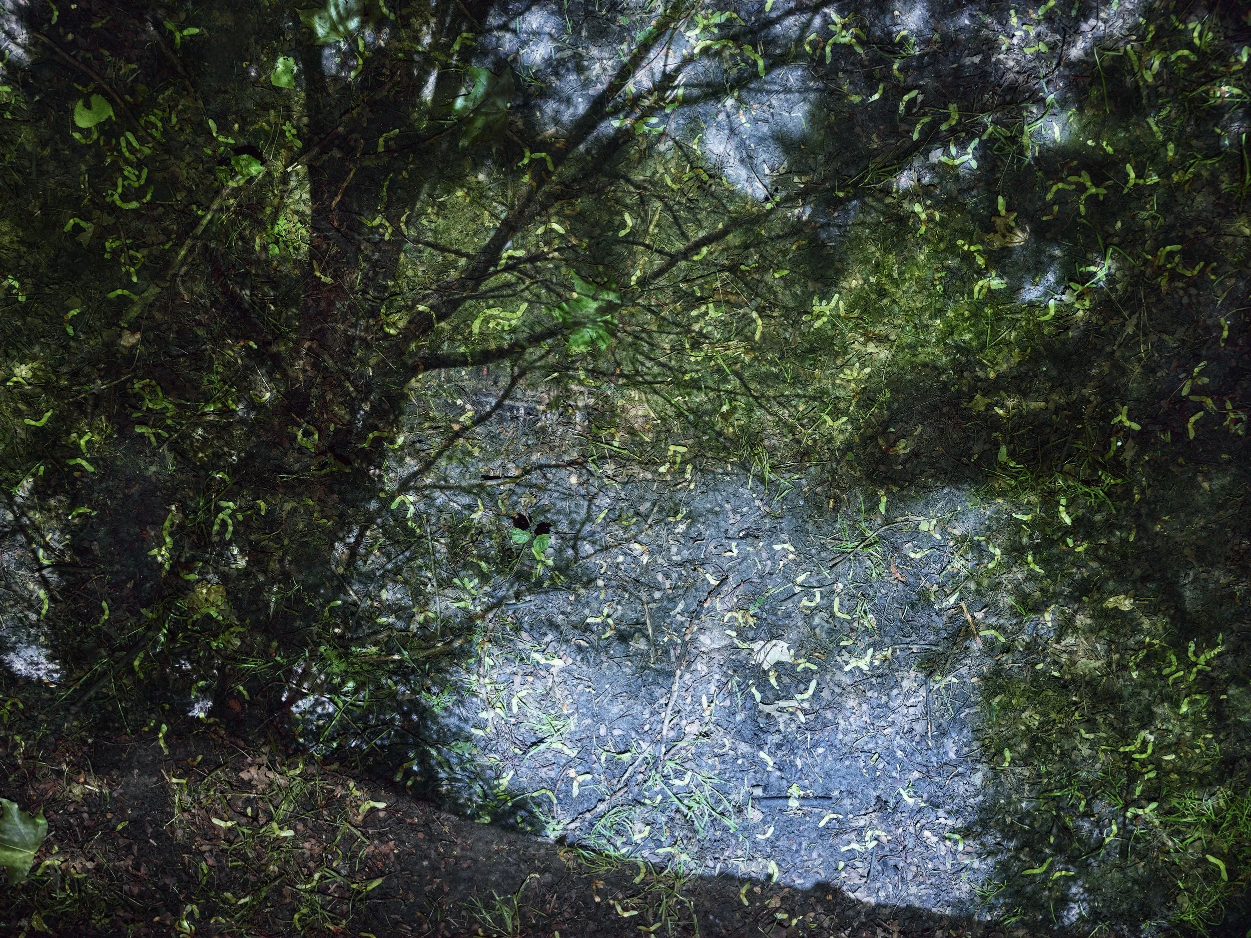 Tent-Camera Image: Pond in Hampstead Heath, London, England, 2017