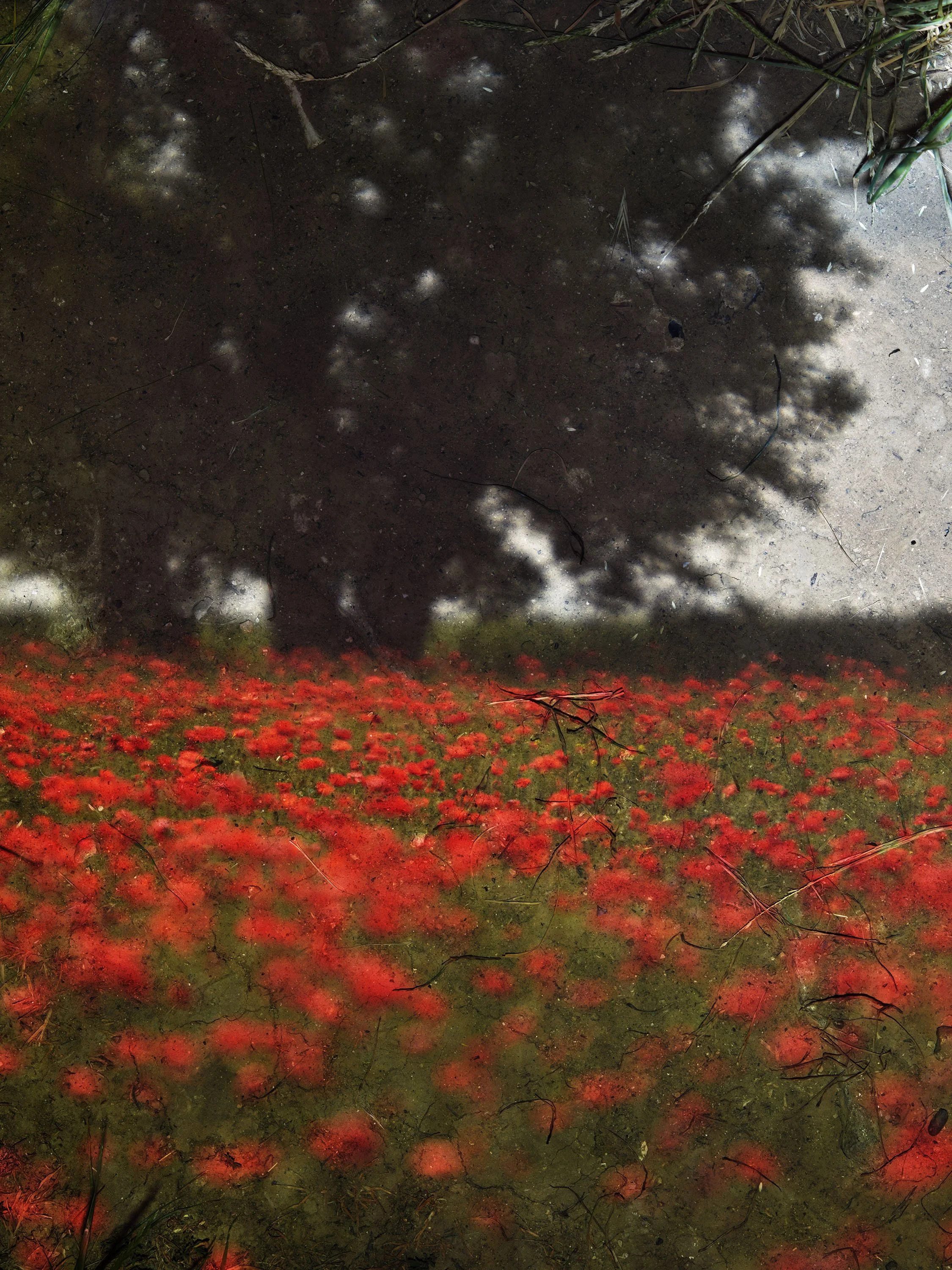 Tent-Camera Image: Poppy Field #3, Near Vetheuil, France, 2023
