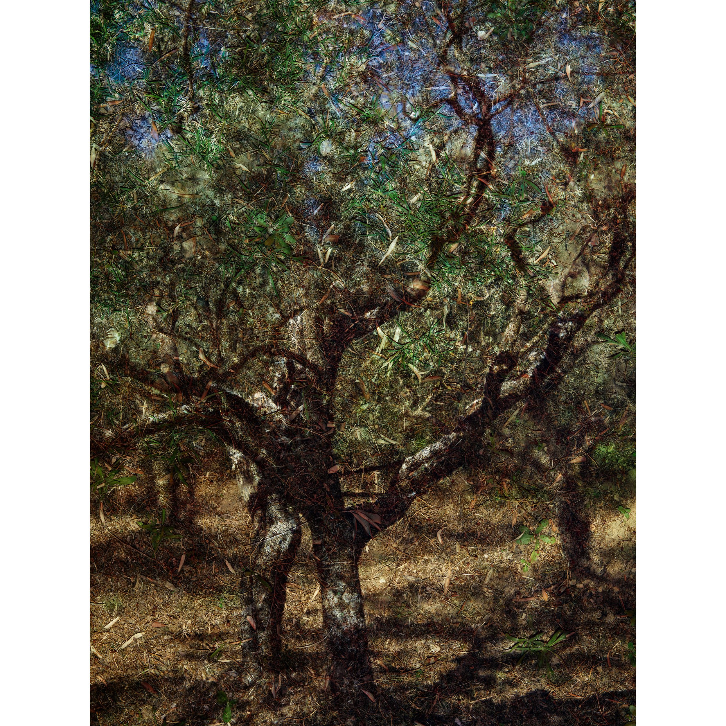 Pictures on the Ground: In the Terrain of Van Gogh