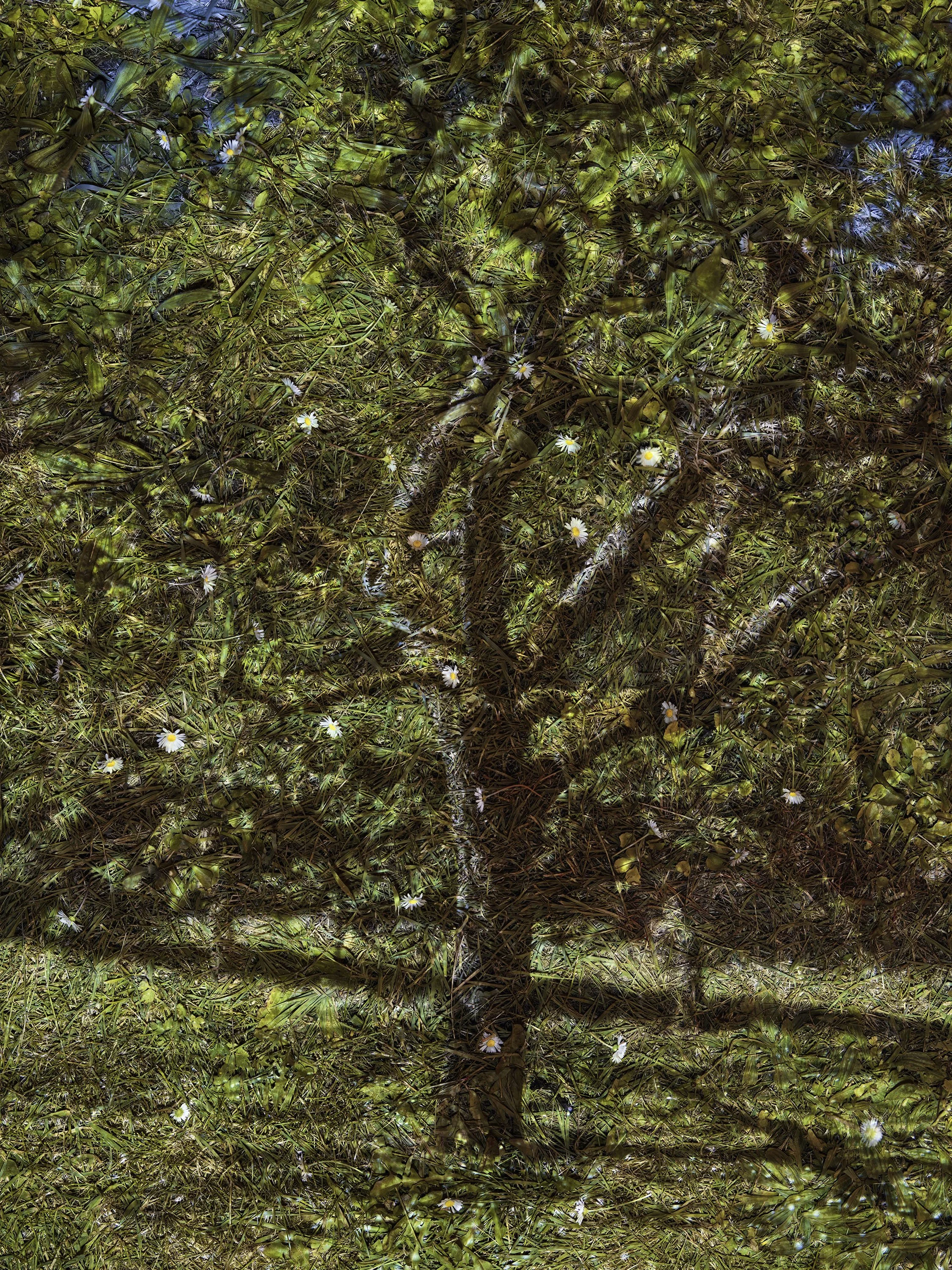 Tent-Camera Image: Apple Tree, Vetheuil, France, 2023