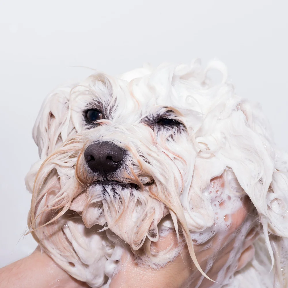 Organic Dog Grooming Products — Stardogs Clubhouse