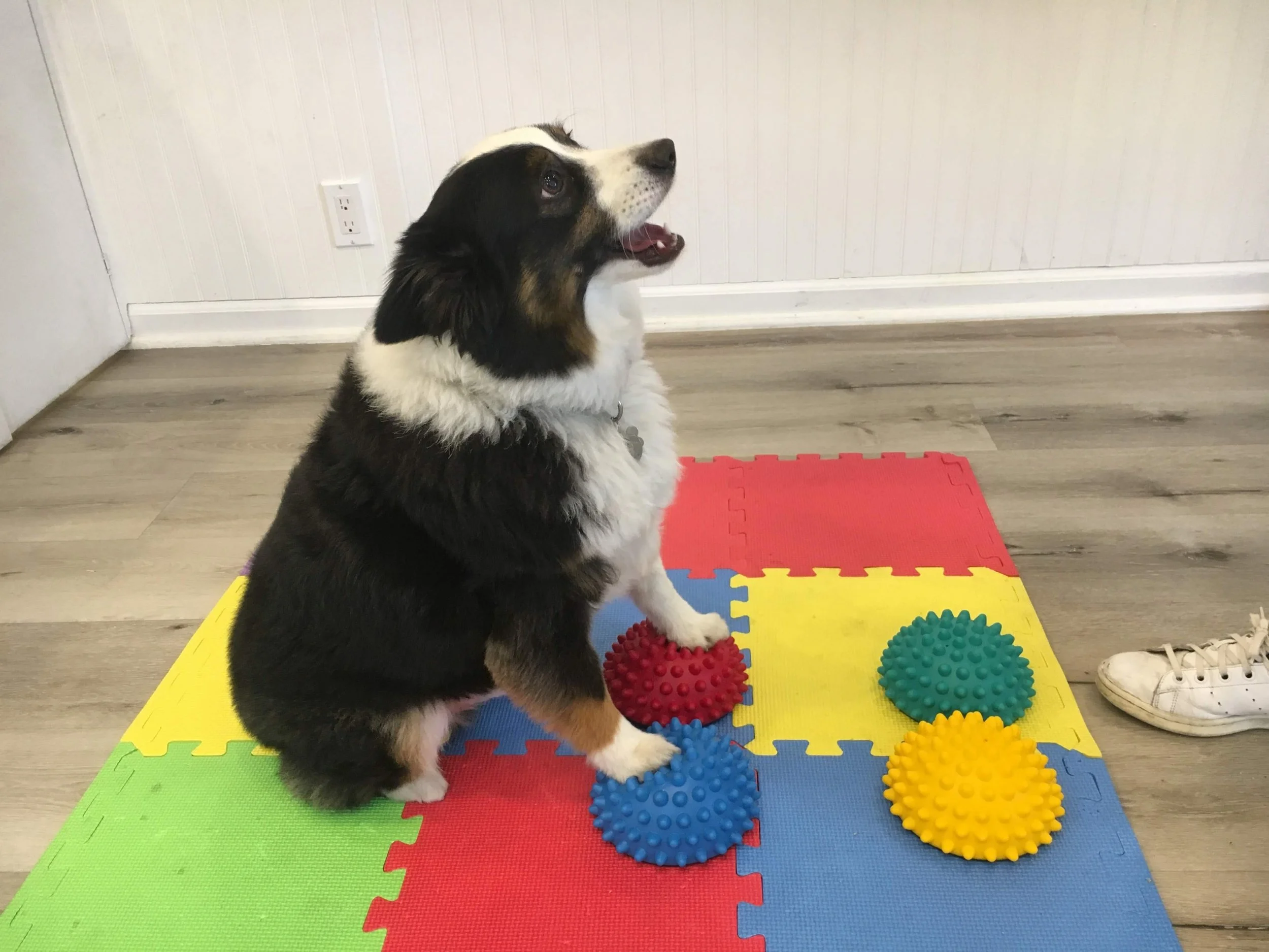 Stardogs Clubhouse The Best Small Dog Day Care