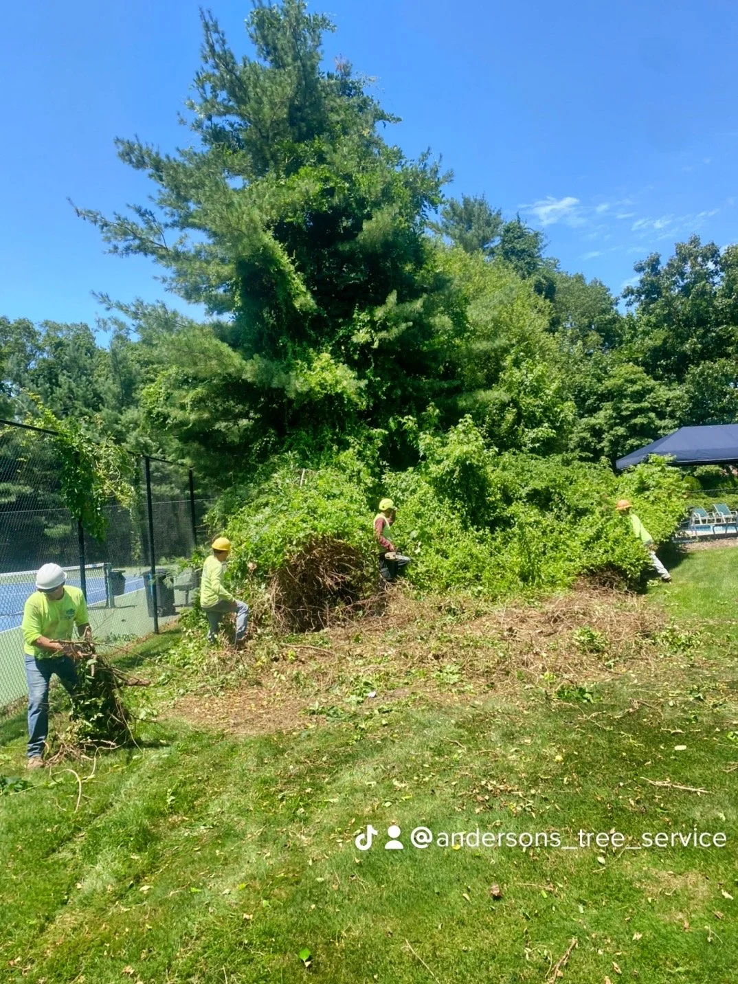 Anderson's Tree Service Inc. gallery 2