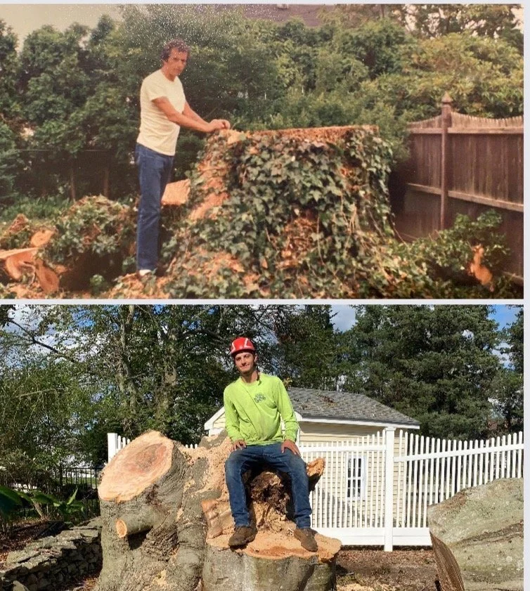 Anderson's Tree Service Inc. gallery 8