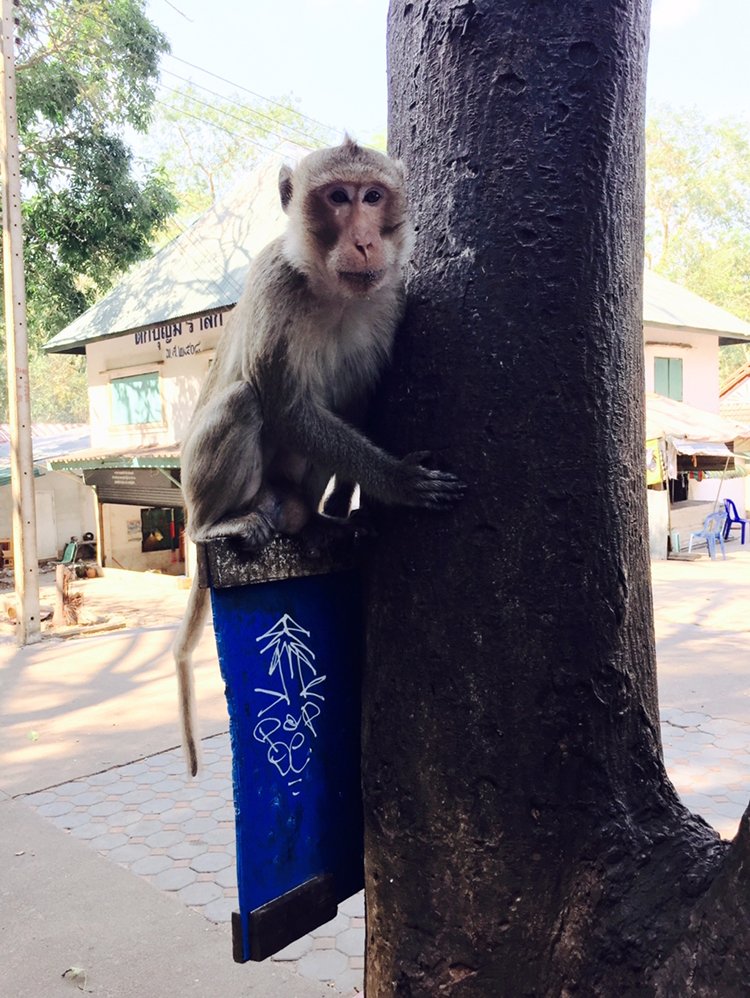 Monkey sitting on top of sign that has graffiti international graffiti lifestyle