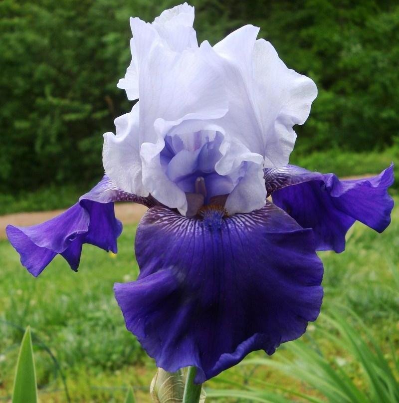 Iris germanica 'Best Bet' fl 01162018.jpg