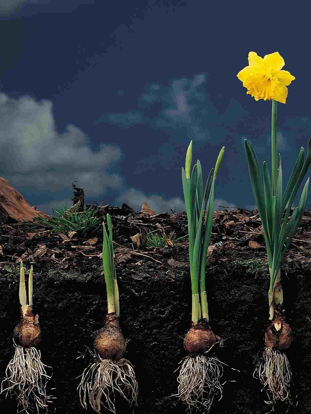 daffodil-bulb-cycle.jpg