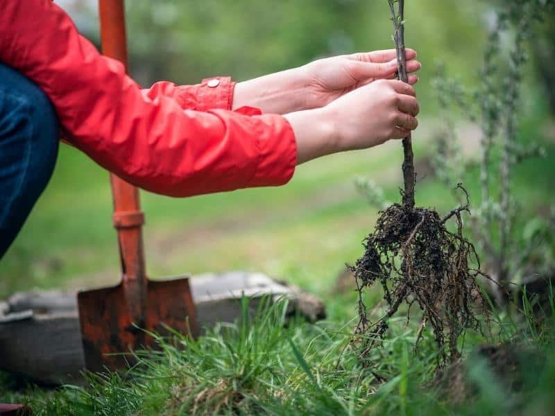 how-to-plant-bare-root-fruit-tree.jpg