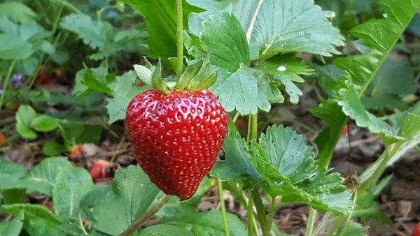 strawberry-plant-with-fruit_Lucy-Bradley-CC0-800px.jpeg