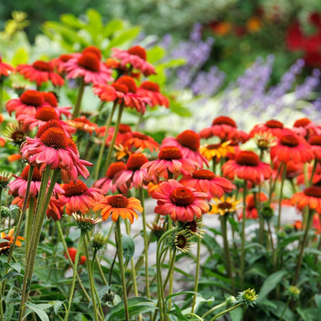 Want to make your garden a little more &quot;lively&quot; this year? We liked the tips that @MonroviaPlants shared with @National_Garden_Bureau for growing a more abundant garden. 

Yes, it includes adding edible plants to your ornamental beds, but a