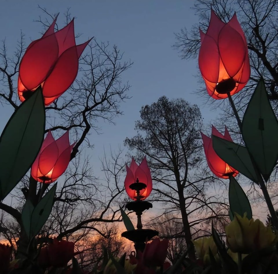 Reports are in, and the Tulips at Twilight event was crisp but delightful last night. Grab a coat and hat and head out for the festivities tonight and tomorrow night over with our friends at Old Prairie Town at Ward-Meade Historic Site and Botanical.