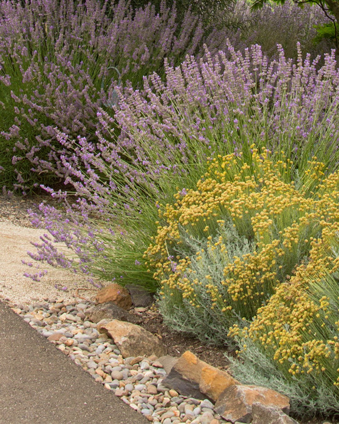 Three ways to love your lavender this summer:
💜 Pair them with the right partners - other heat-loving plants like this lavender cotton (Santolina) that also love the reflected heat of the rock mulch make a happy combo.
💜 Give them space - lavender 