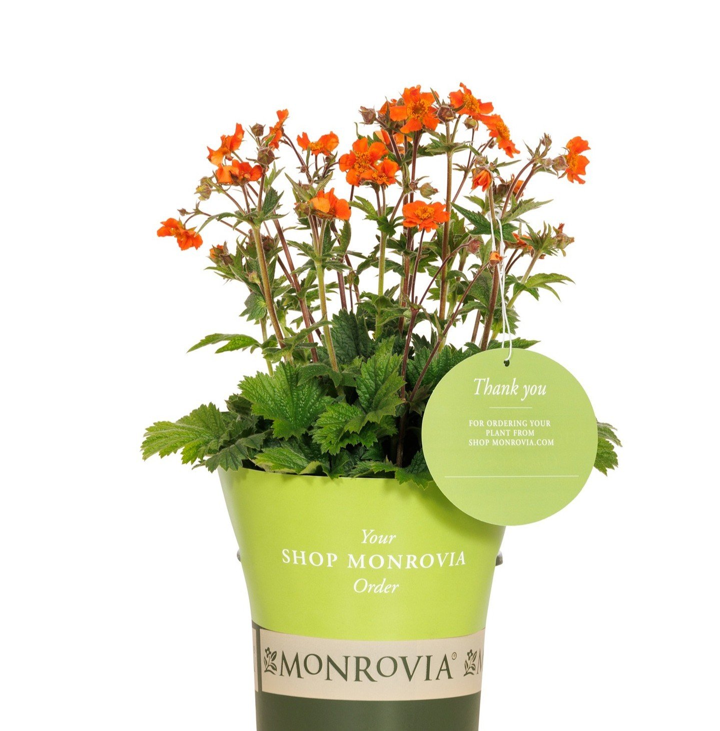 Did you know every ShopMonrovia online order arrives at our store with a special name tag on it? That's how we know to save it just for you! 

Just order your must-have plants at Monrovia.com. When it arrives, we'll give you a call to let you know it