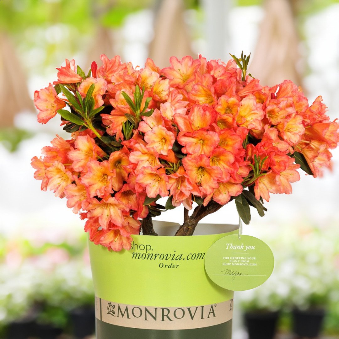 We're here to make your plant dreams come true! 🌠 That's why we're partnered with @MonroviaPlants to be a ShopMonrovia location. 

If we don't already have something on your wishlist in stock, ask us how to order it online from us at Monrovia.com. I