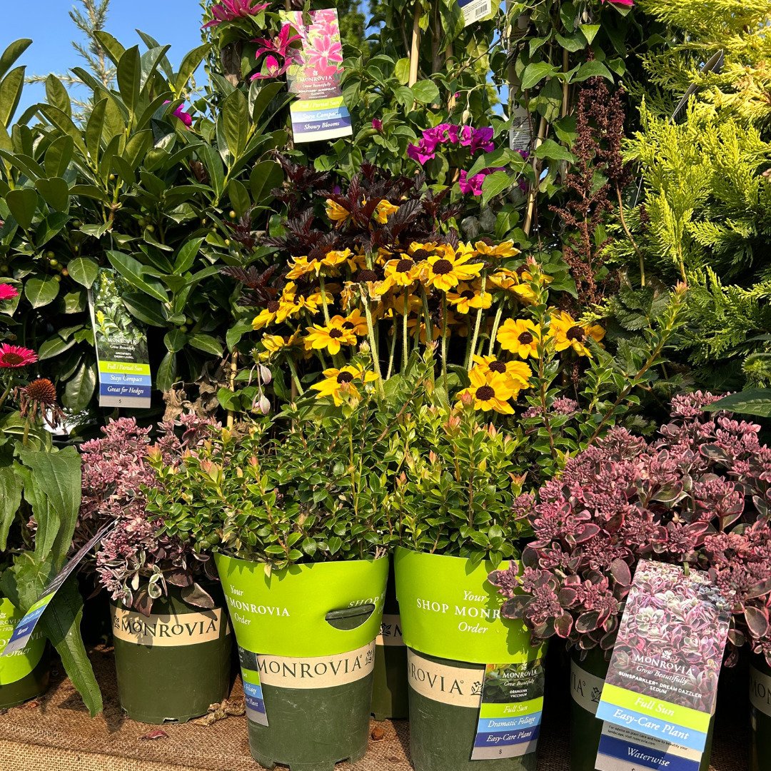 Who's in for discounts on premium plants? 🌿🌸 Order #MonroviaPlants from us online and you'll automatically earn points to redeem on a future order! 💵 One point = one dollar. 

Ask us how to place special orders through ShopMonrovia and start earni