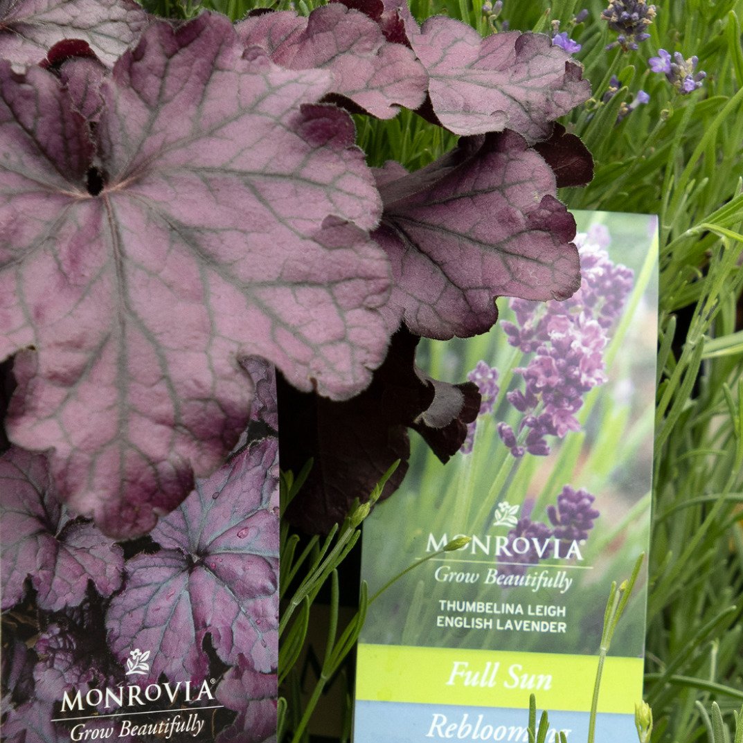 What's your color crush? If you love purple, we have plenty of picks from @MonroviaPlants to add more of it to your garden, with foliage or flowers! 
Shown here: Forever&reg; Purple Heuchera and Thumbelina Leigh English Lavender, just two pretty purp