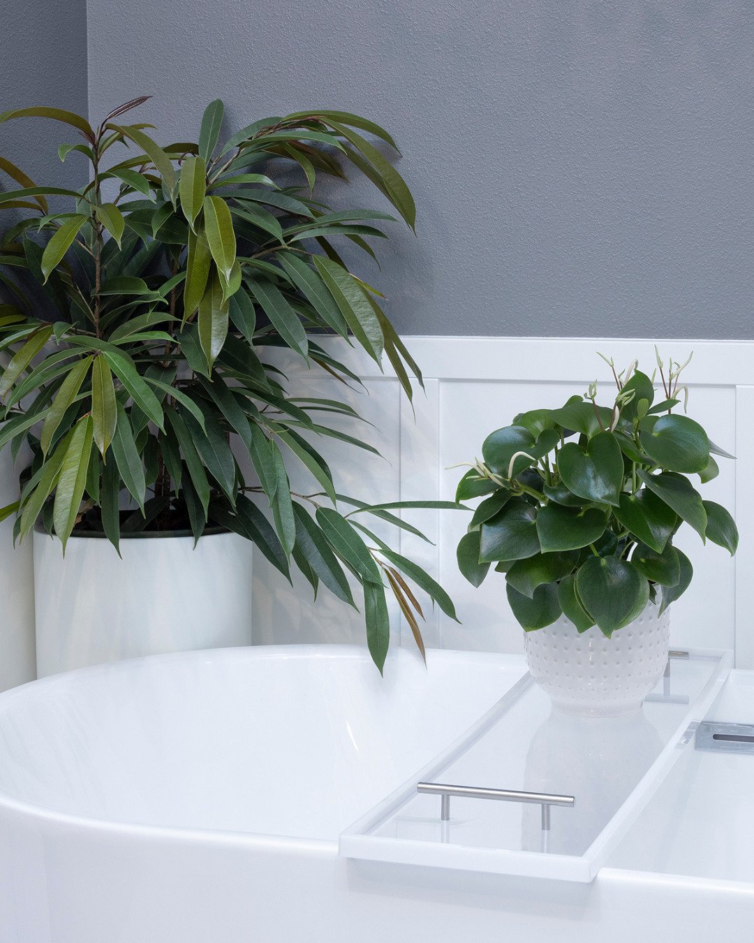 #Houseplants put the &quot;ahhhh&quot; in spa! And hint: most love the extra humidity of a bathroom. 

What's the most unusual place in your home where you have a houseplant (or two)?

#MonroviaPlants #houseplant #indoorjungle #spavibes #homespa #rel