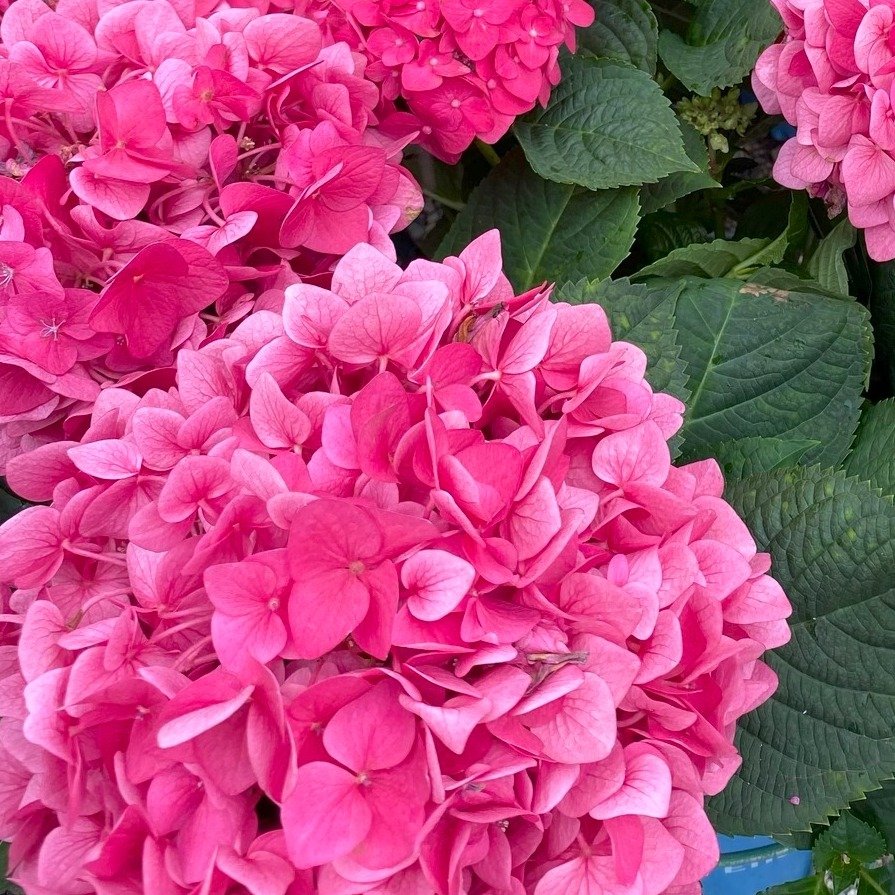 Enjoy Hydrangeas in every garden! We have several varieties to choose from. Pop into the store and see our stock... or check out our online 2024 Garden Guide on our website at www.skinnergardenstore.com under the tab &quot;What We Have&quot; or by cl