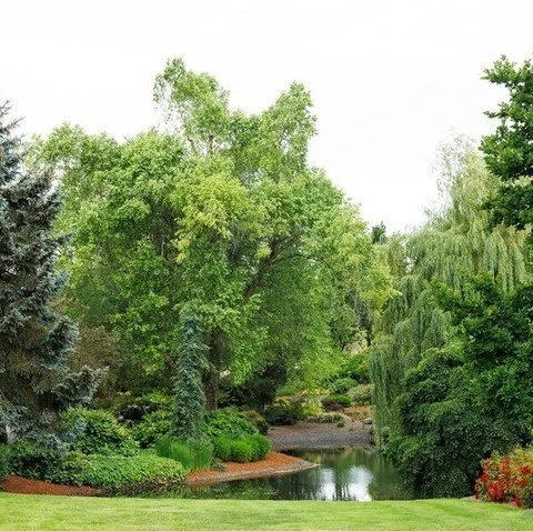Does a landscape like this take time? Sure, it's an investment. But when you see the payoff, like this display garden at the @MonroviaPlants headquarters in Oregon, it may just put you in the mood to #PlantATree this fall! 

Come on in to Skinner Gar
