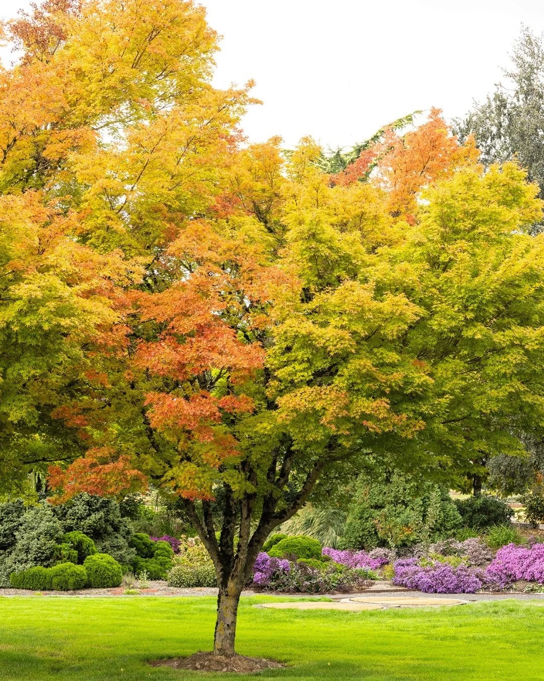 Planting a tree this fall? Some tips to plant with care: Dig a hole twice the width and just as deep as the root ball. Place the tree in the hole, and backfill it with nutrient-rich soil and water thoroughly to help the roots settle. Make sure not to