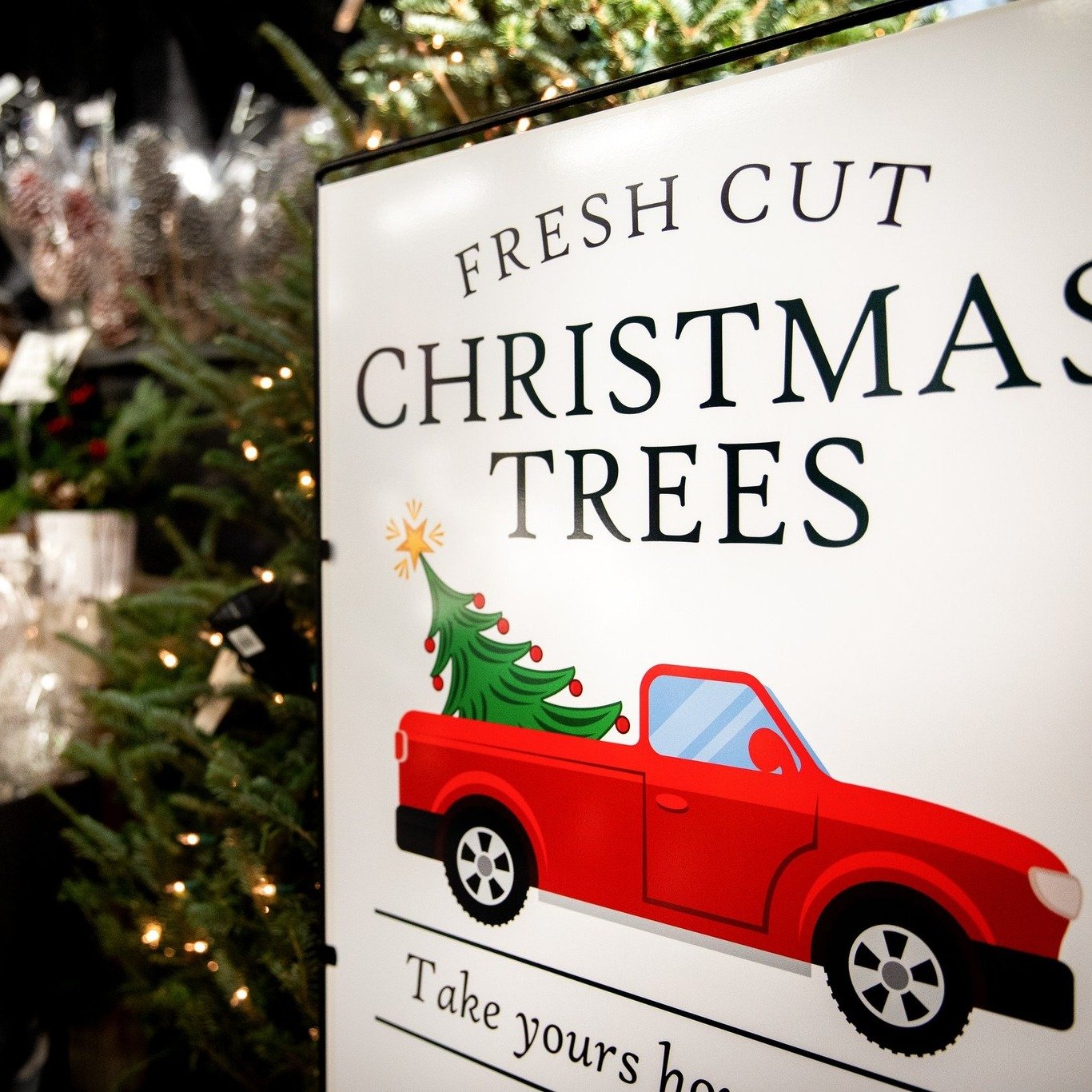 Thanksgiving leftovers are in the fridge... So let's get the tree up! We've got fresh fir Christmas trees from 5-13 ft tall. Come see and smell them in our new greenhouse! They are opened up and ready to be selected. We'll put a fresh cut on the trun
