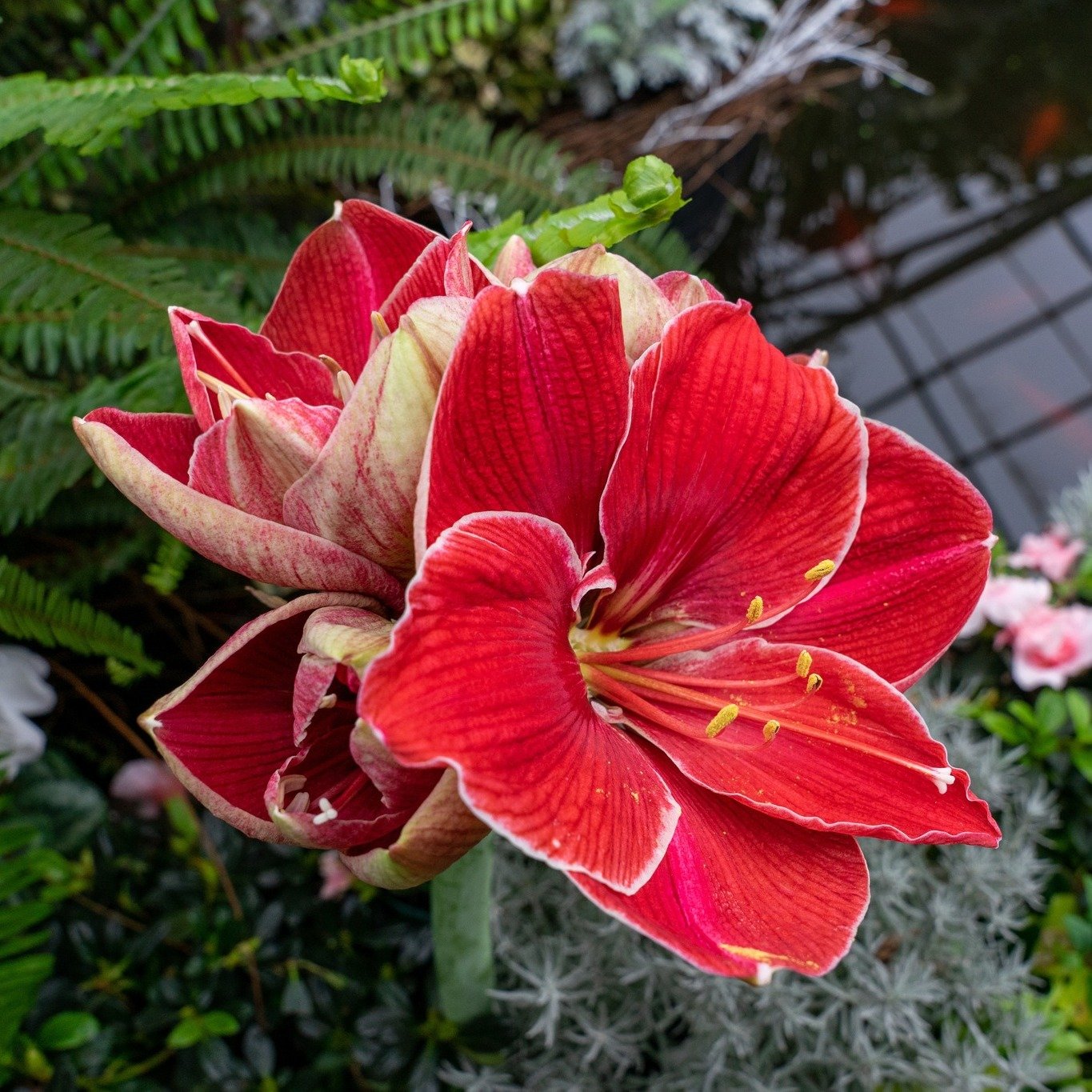 Are you a &quot;plant person&quot; or do you need to shop for a &quot;plant person&quot; this holiday season? Or are you looking for fresh, green, whimsical, and traditional holiday trees, plants, and decor? We hope you'll stop by this weekend for &q