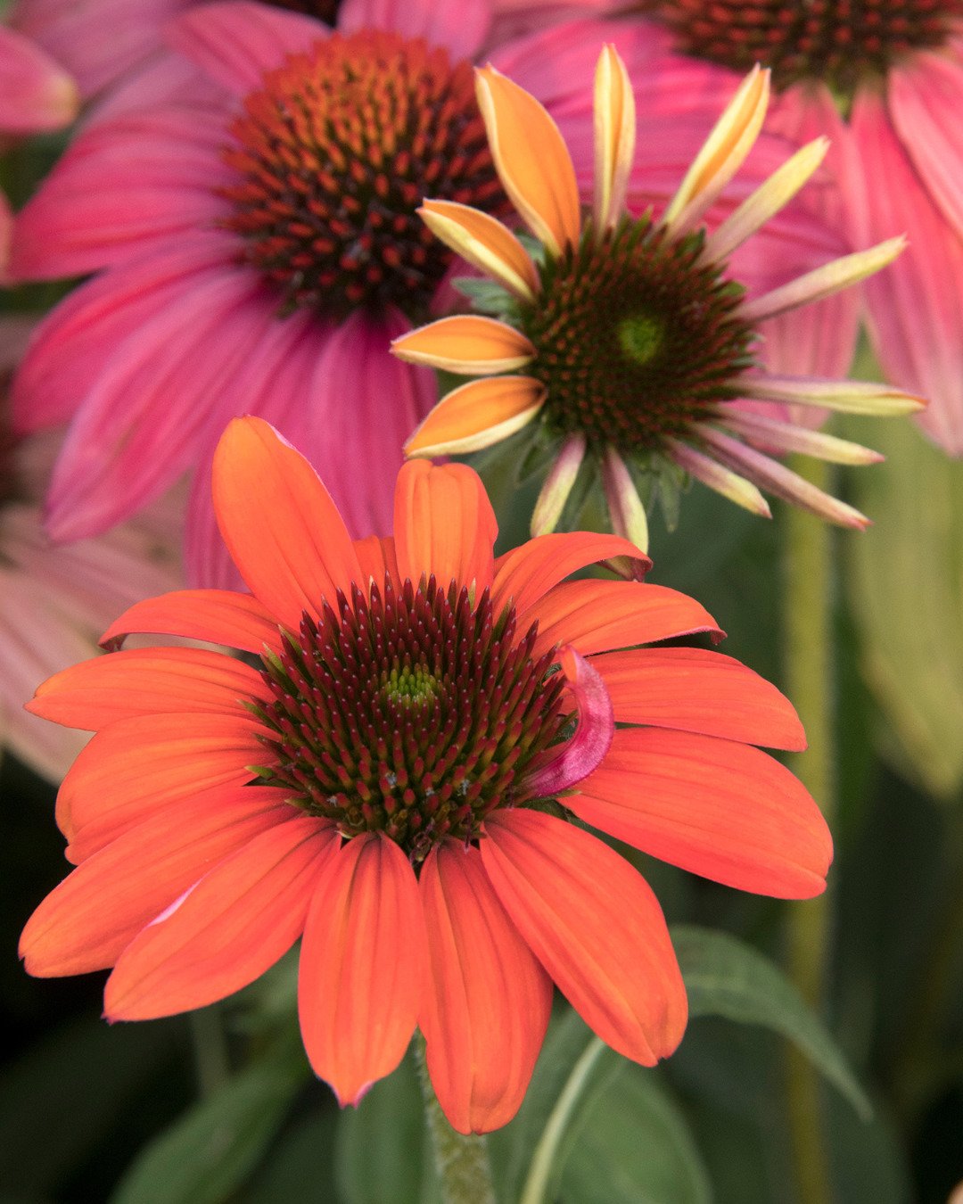 Coneflowers are low-maintenance #perennials visited by pollinators 🐝🦋 from early spring through fall, thanks to their continuous bloom. We think you'll be attracted to them, too, with the bright colors in the Evolution&trade; series from #MonroviaP
