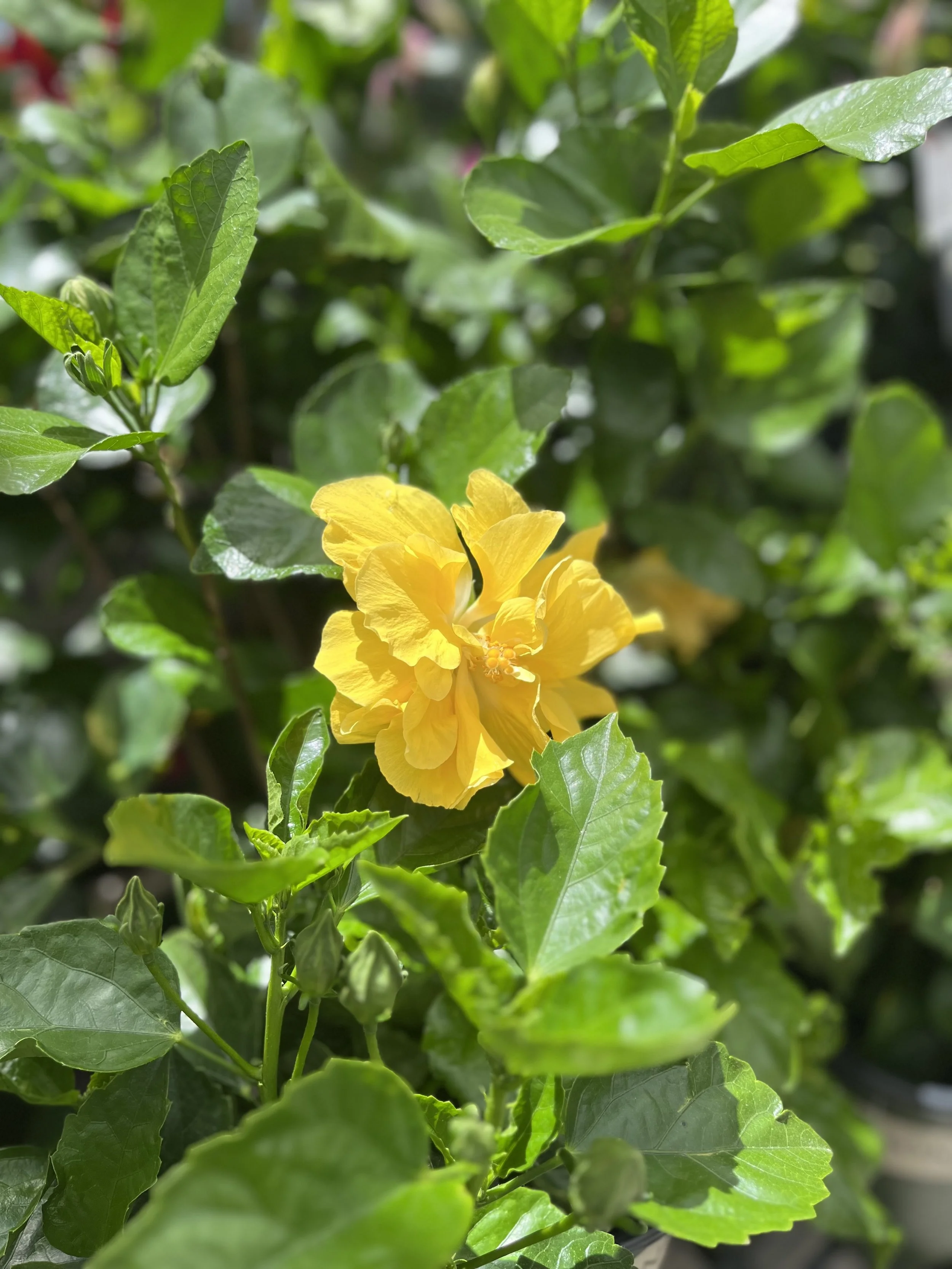 IMG_9423.jpeg