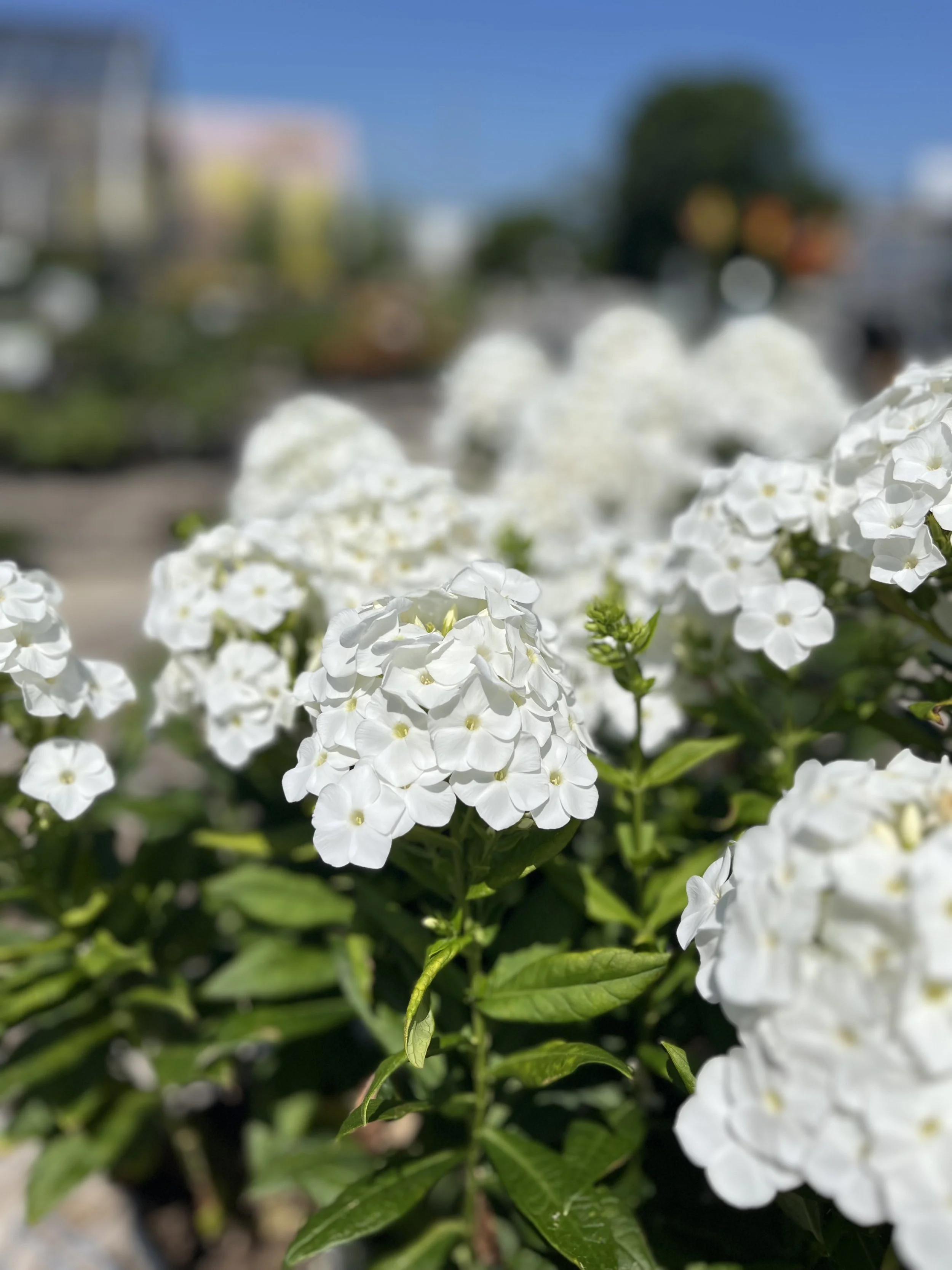 IMG_9441.jpeg