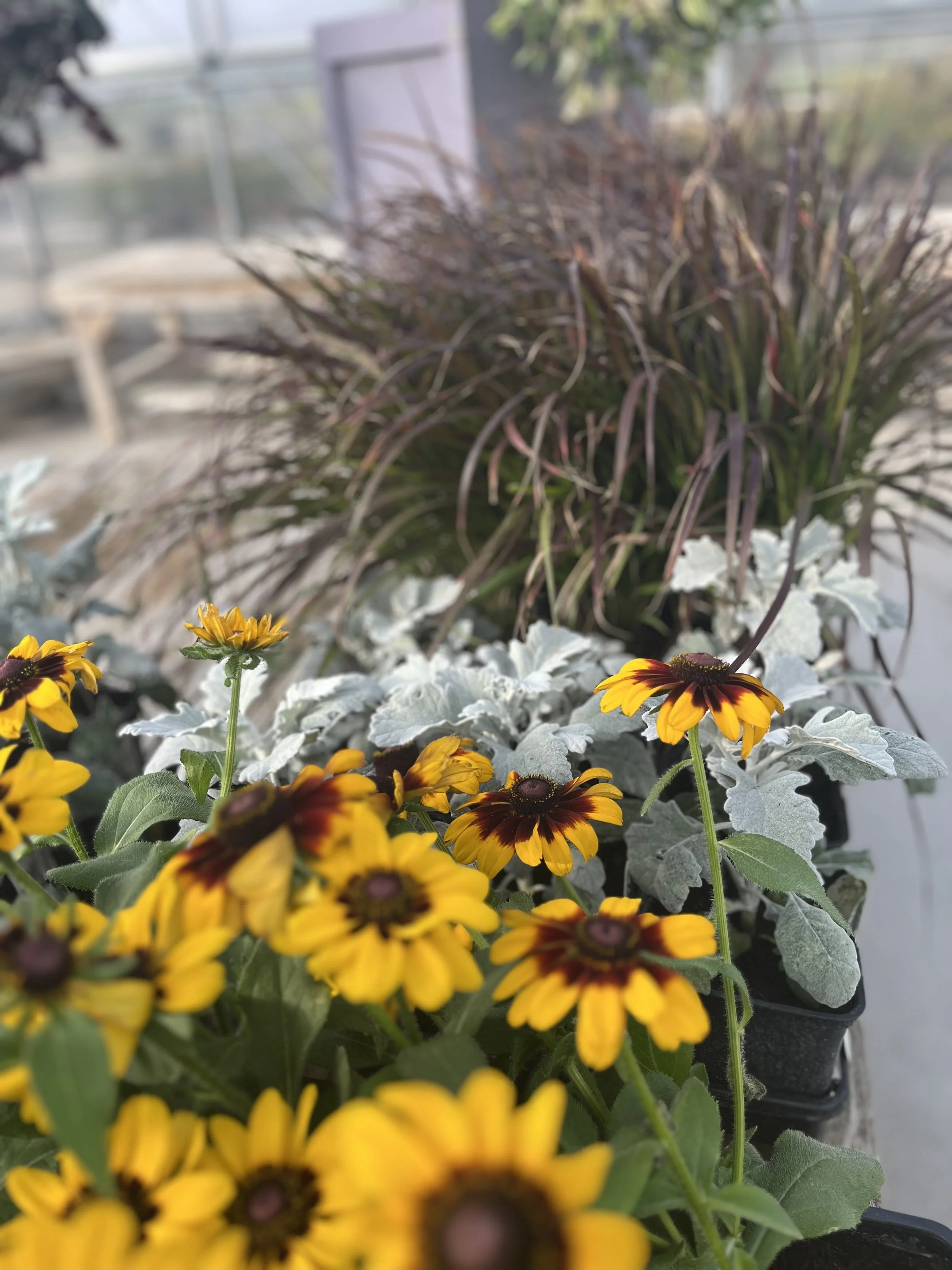 IMG_9759.jpeg