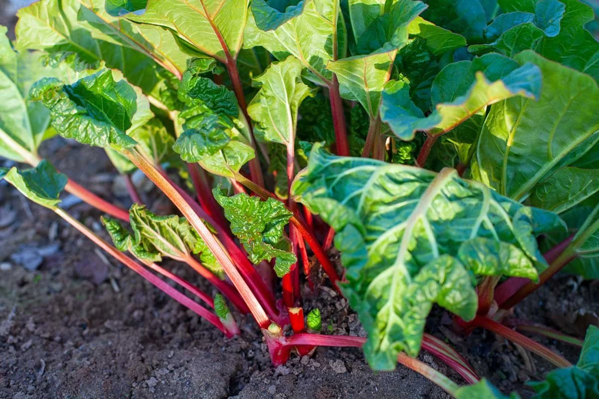 Grow-Rhubarb-from-Seed-Featured.jpg
