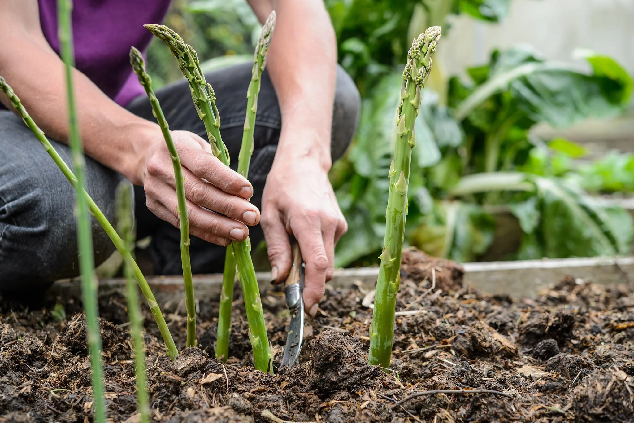 2048x1365-Grow-Guide-Asparagus-Sally_Nex_Family_Veg_Plot_JI_250518_SallyNex_432-5e128cc.jpg