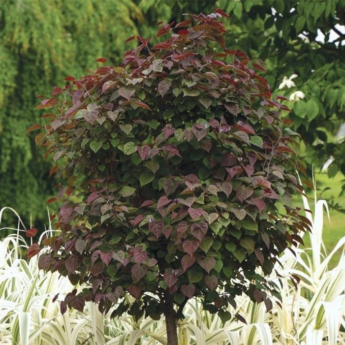 GARDEN GEM REDBUD