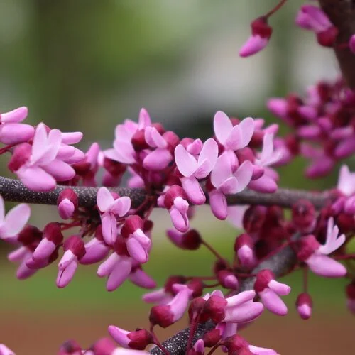 MIDNIGHT EXPRESS REDBUD