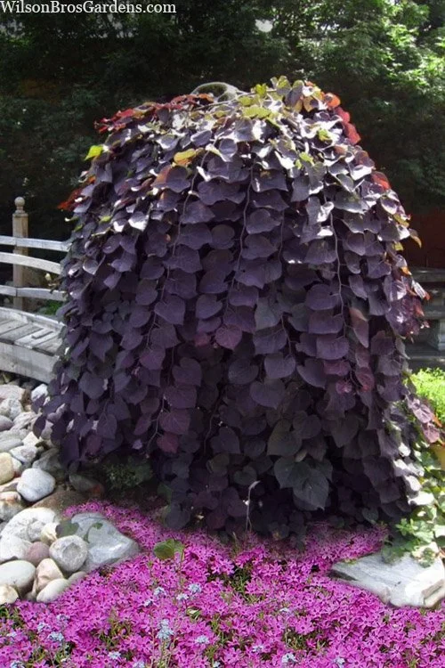 PURPLE RAIN REDBUD